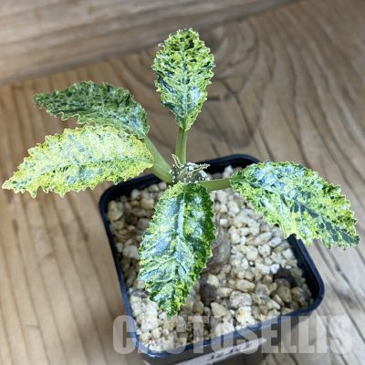 SH32342 Dorstenia hybrid f. variegata