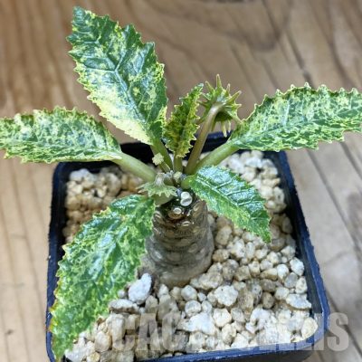 SH32343 Dorstenia hybrid f. variegata