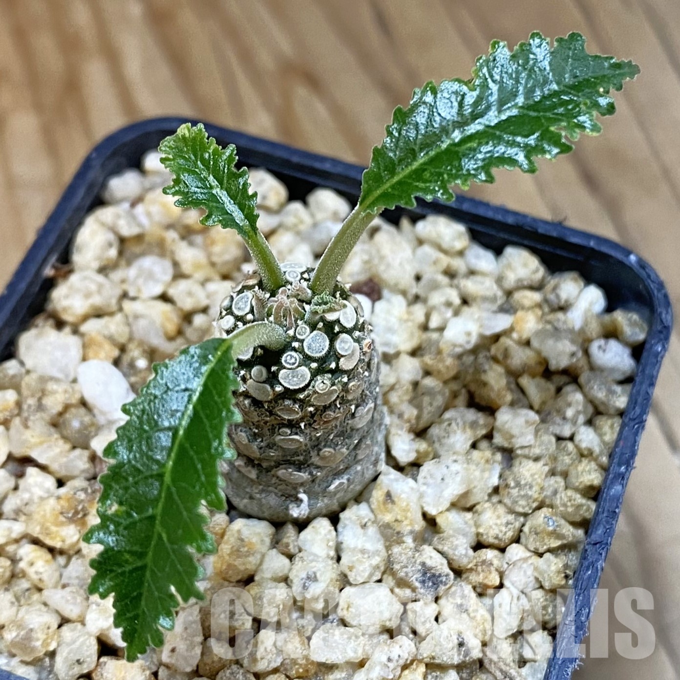 SH32346 Dorstenia horwoodii hybrid