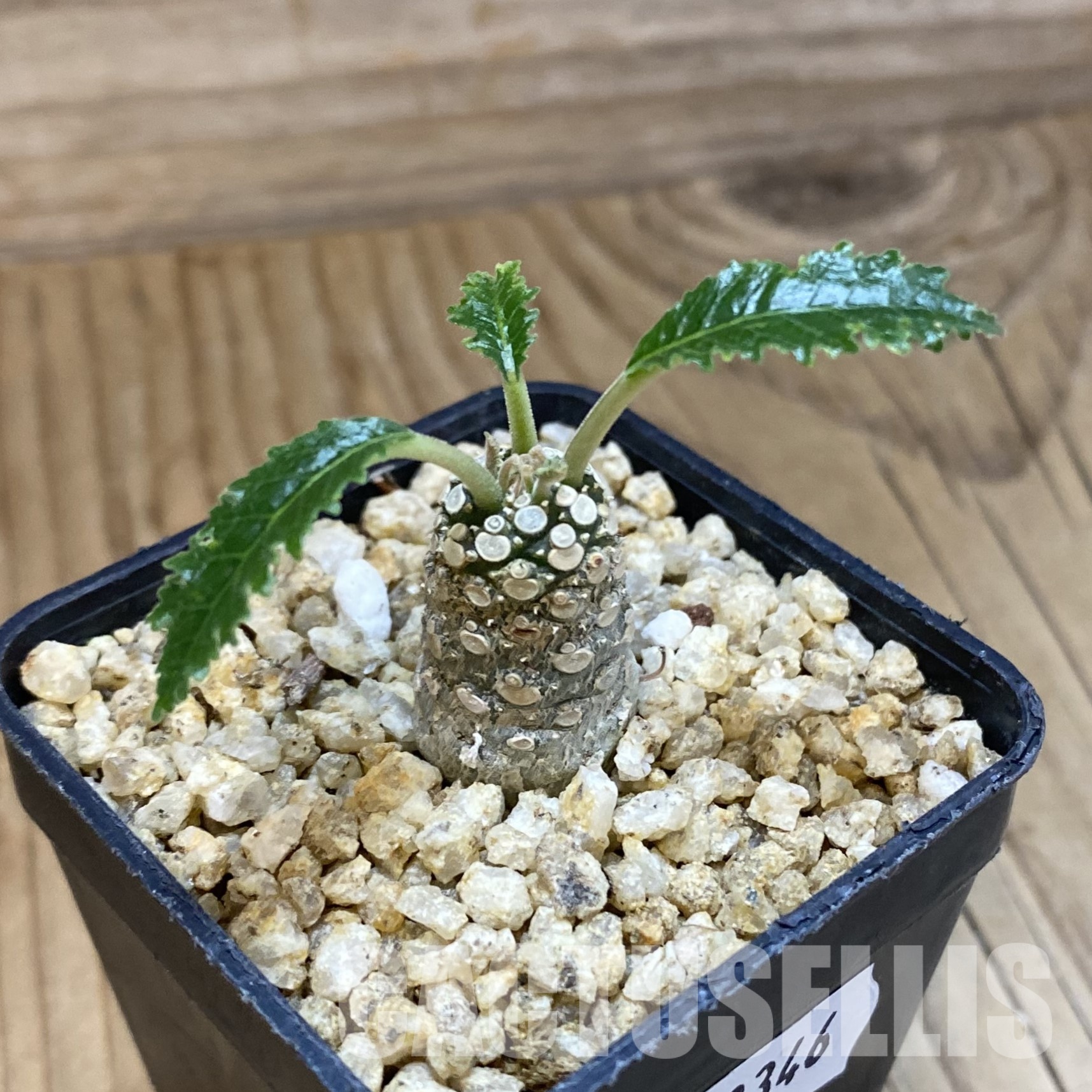 SH32346 Dorstenia horwoodii hybrid - Image 2