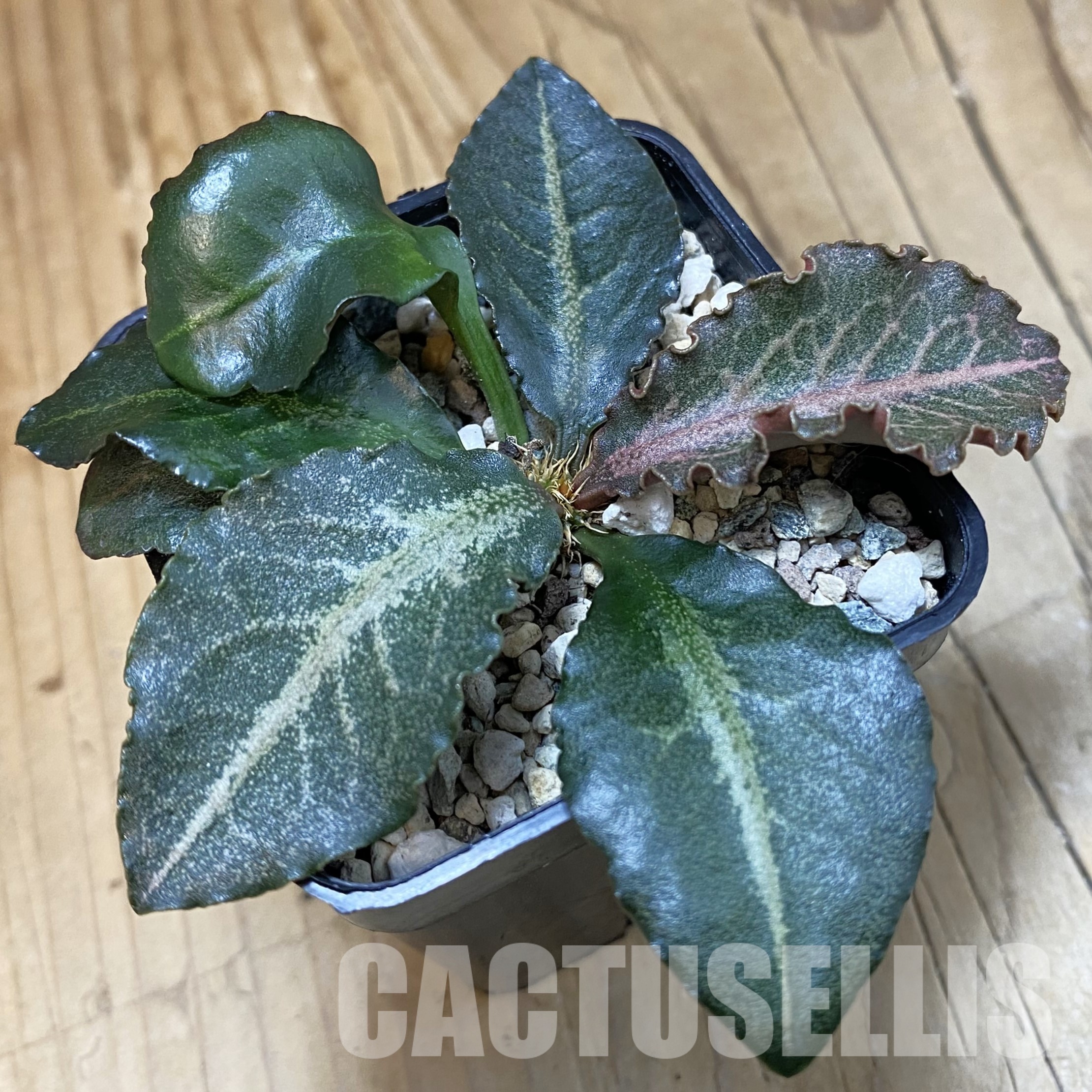 SH32348 Euphorbia francoisii hybrid