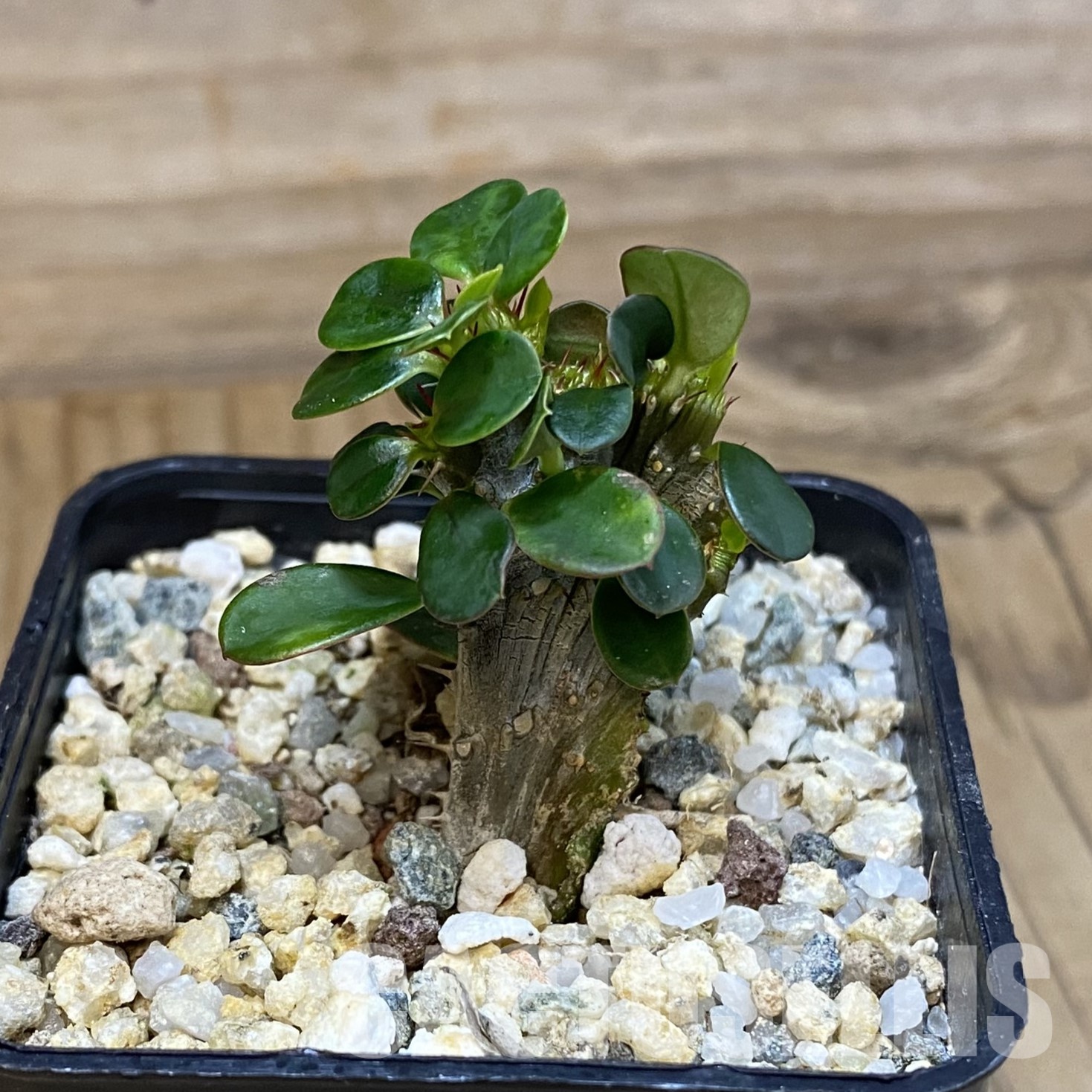 SH32351 Euphorbia milii f. cristata - Image 2
