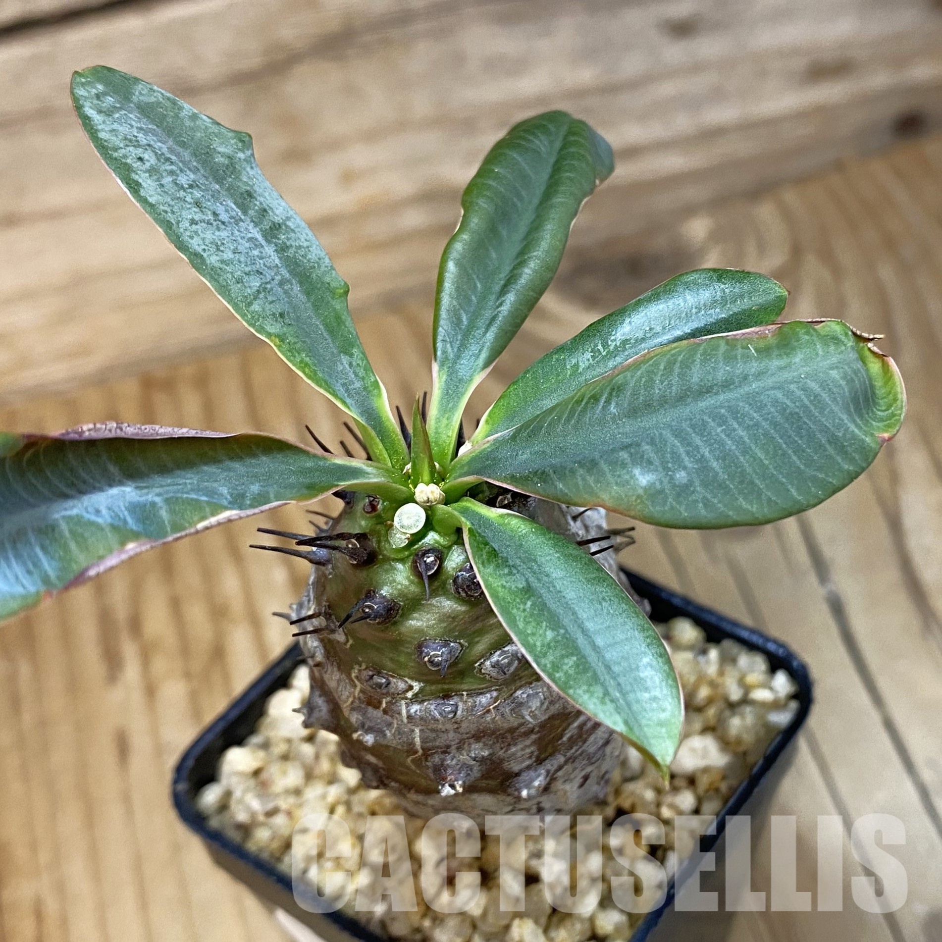 SH32354 Euphorbia pachypodioides