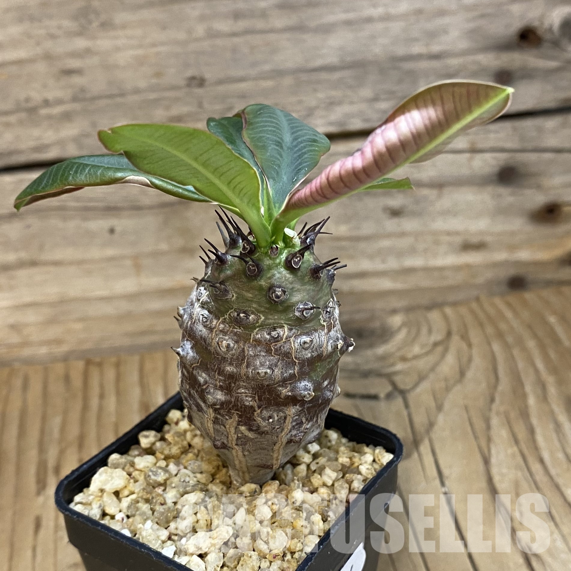 SH32354 Euphorbia pachypodioides - Image 2