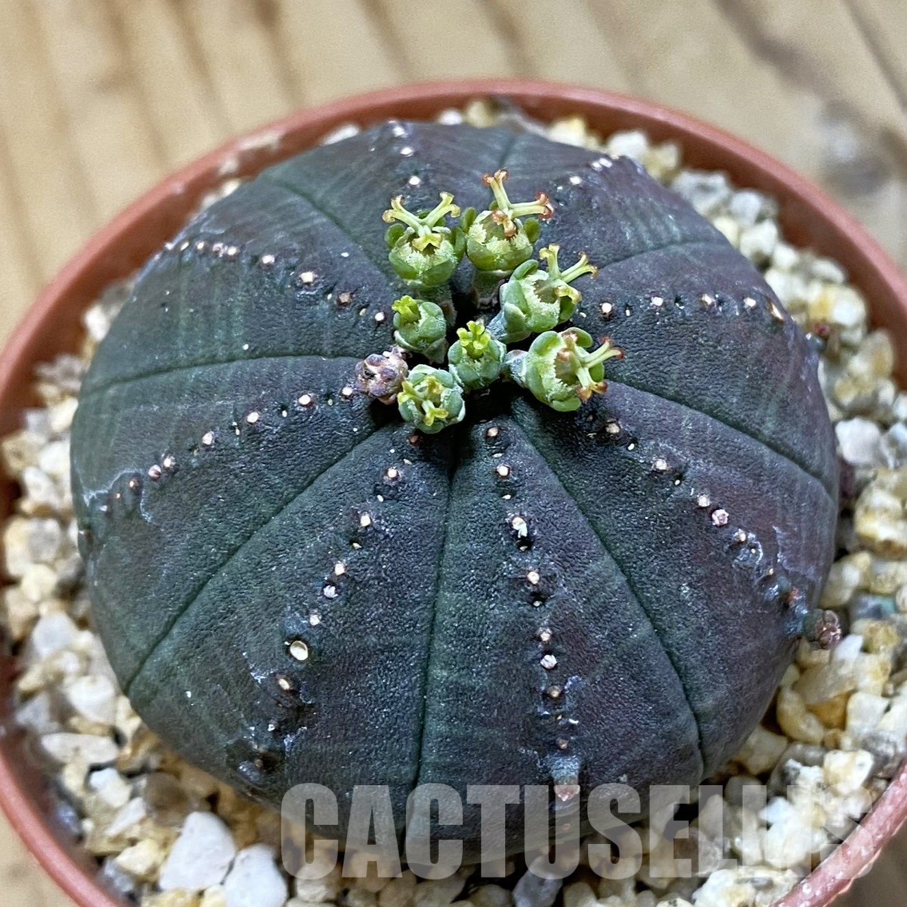 SET269 Euphorbia obesa ♀ ♂, 2 plants - Image 2