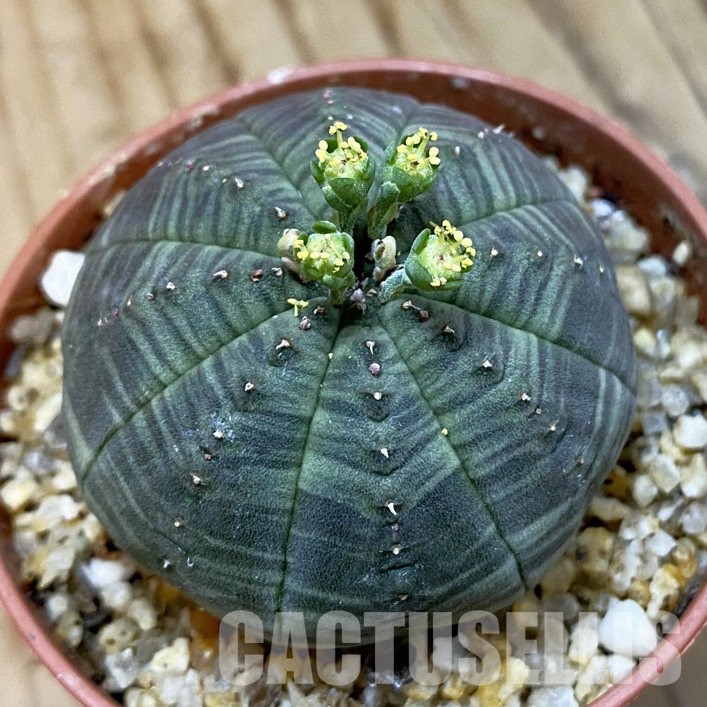 SET269 Euphorbia obesa ♀ ♂, 2 plants