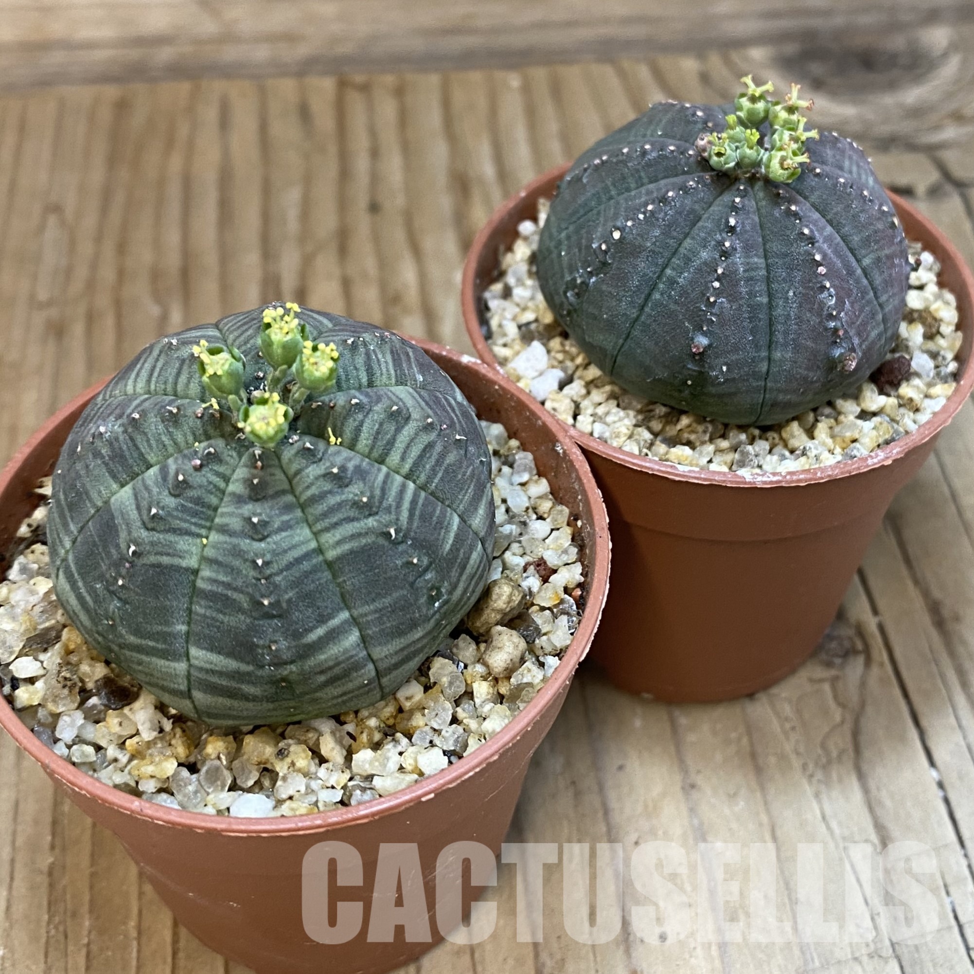 SET269 Euphorbia obesa ♀ ♂, 2 plants - Image 3