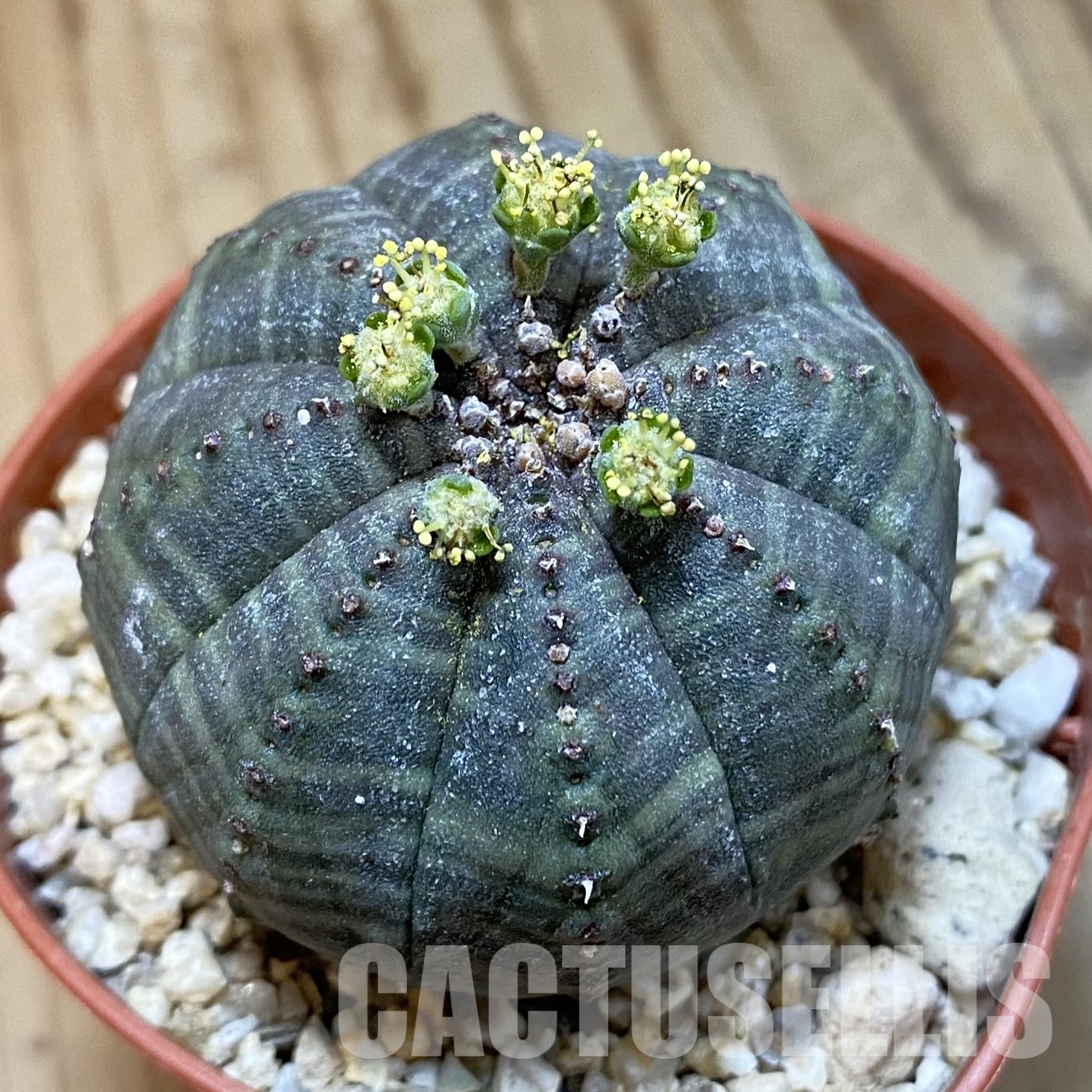 SET270 Euphorbia obesa ♀ ♂, 2 plants - Image 2
