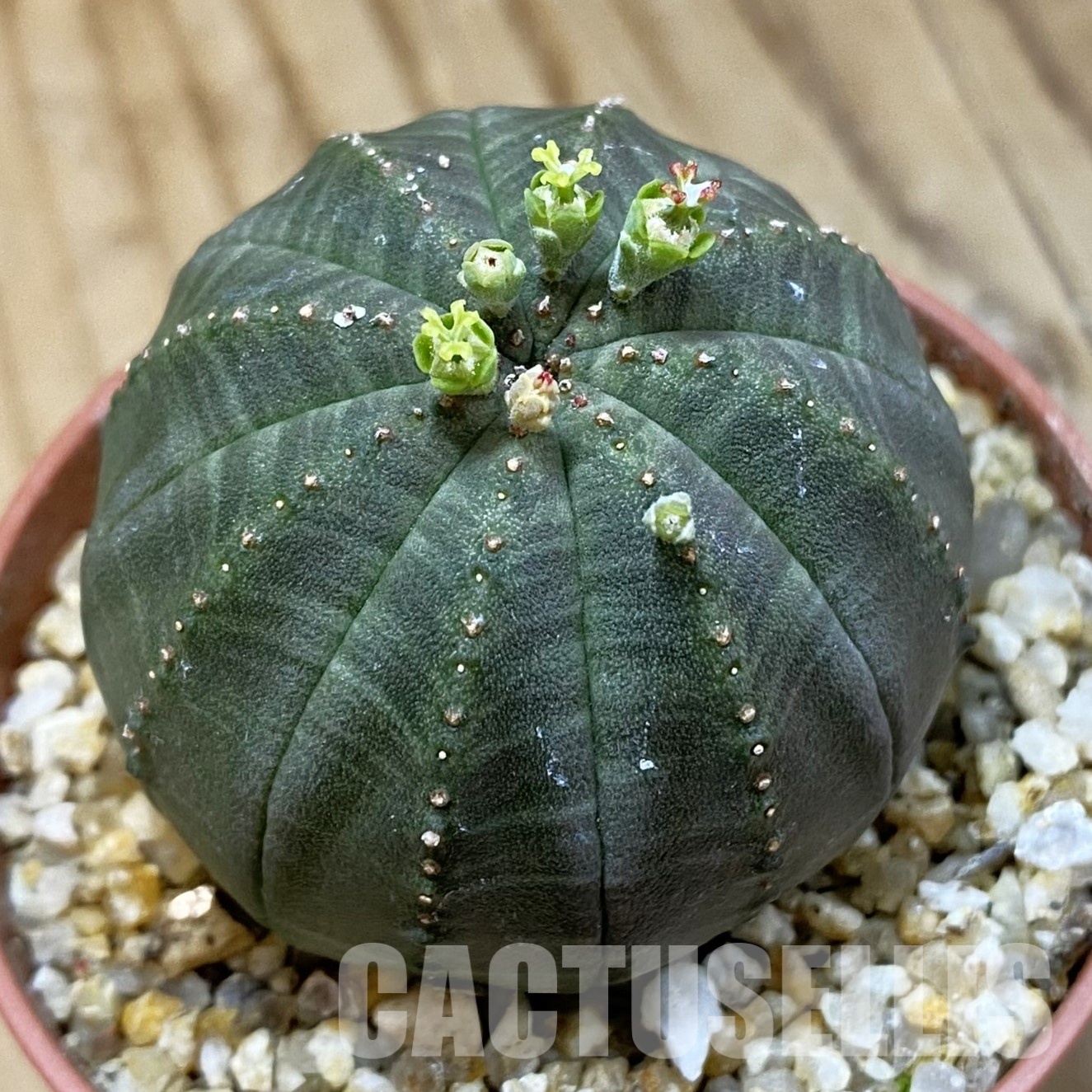 SET270 Euphorbia obesa ♀ ♂, 2 plants