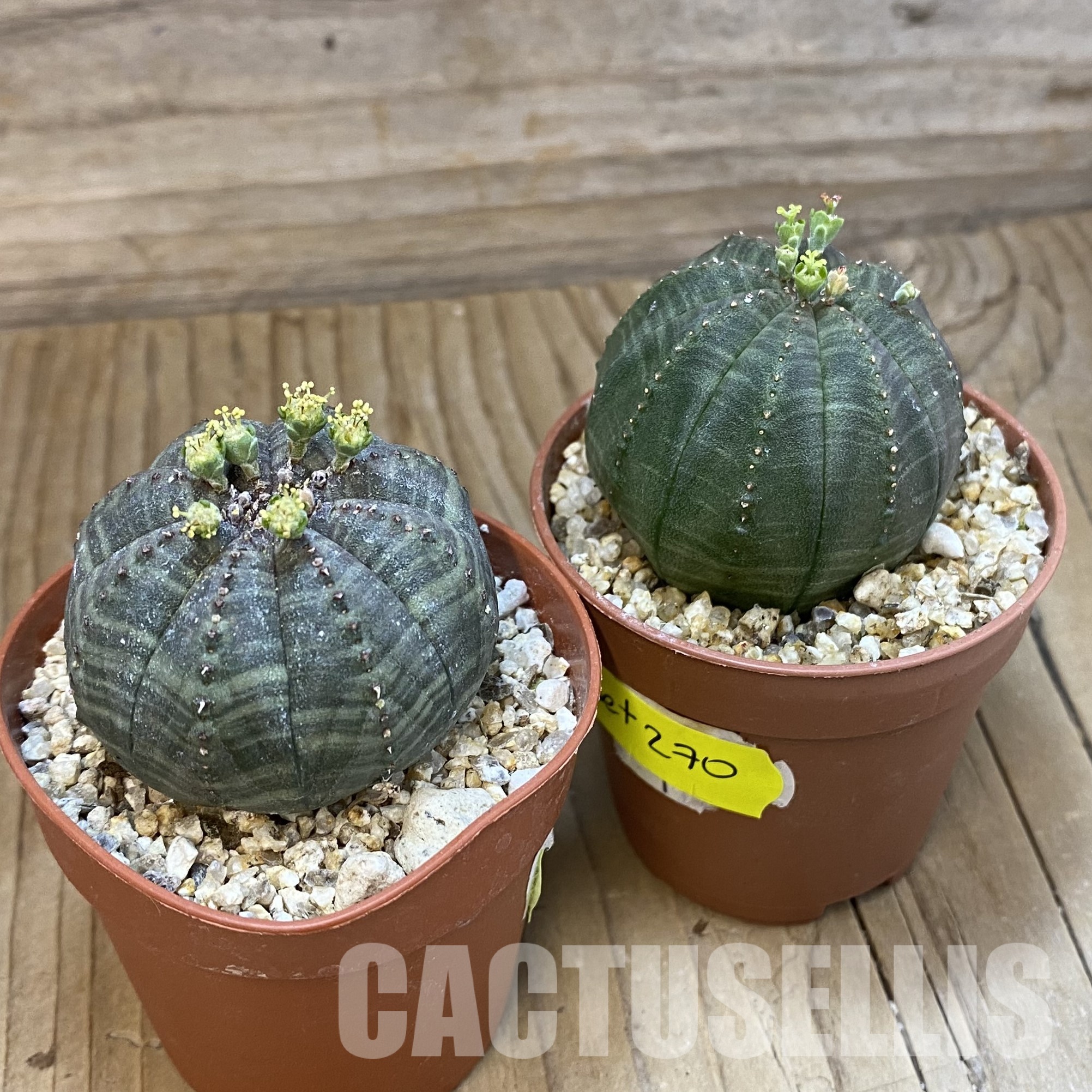 SET270 Euphorbia obesa ♀ ♂, 2 plants - Image 3