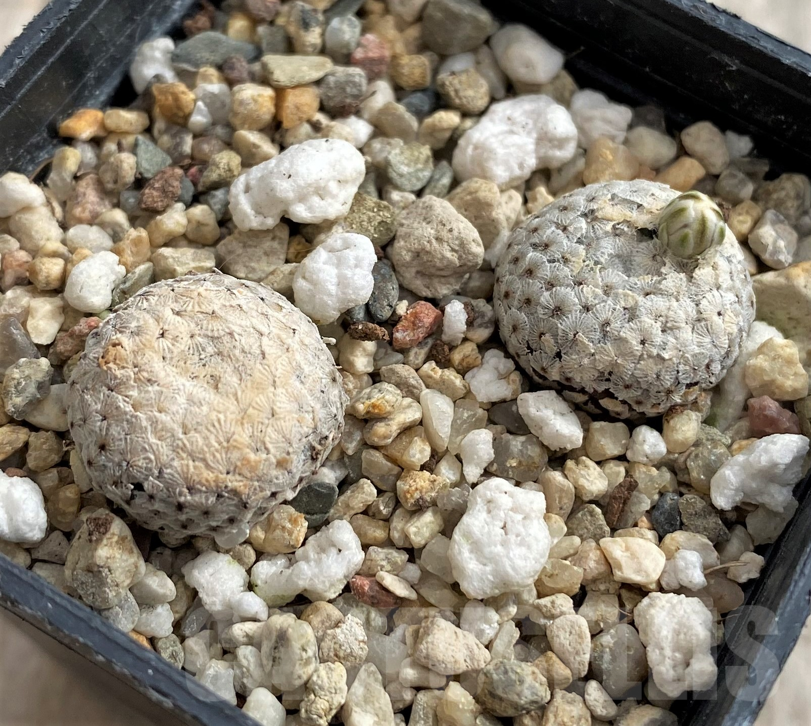 SH2440 Mammillaria breviplumosa 2 plants seedling, own roots - Image 3