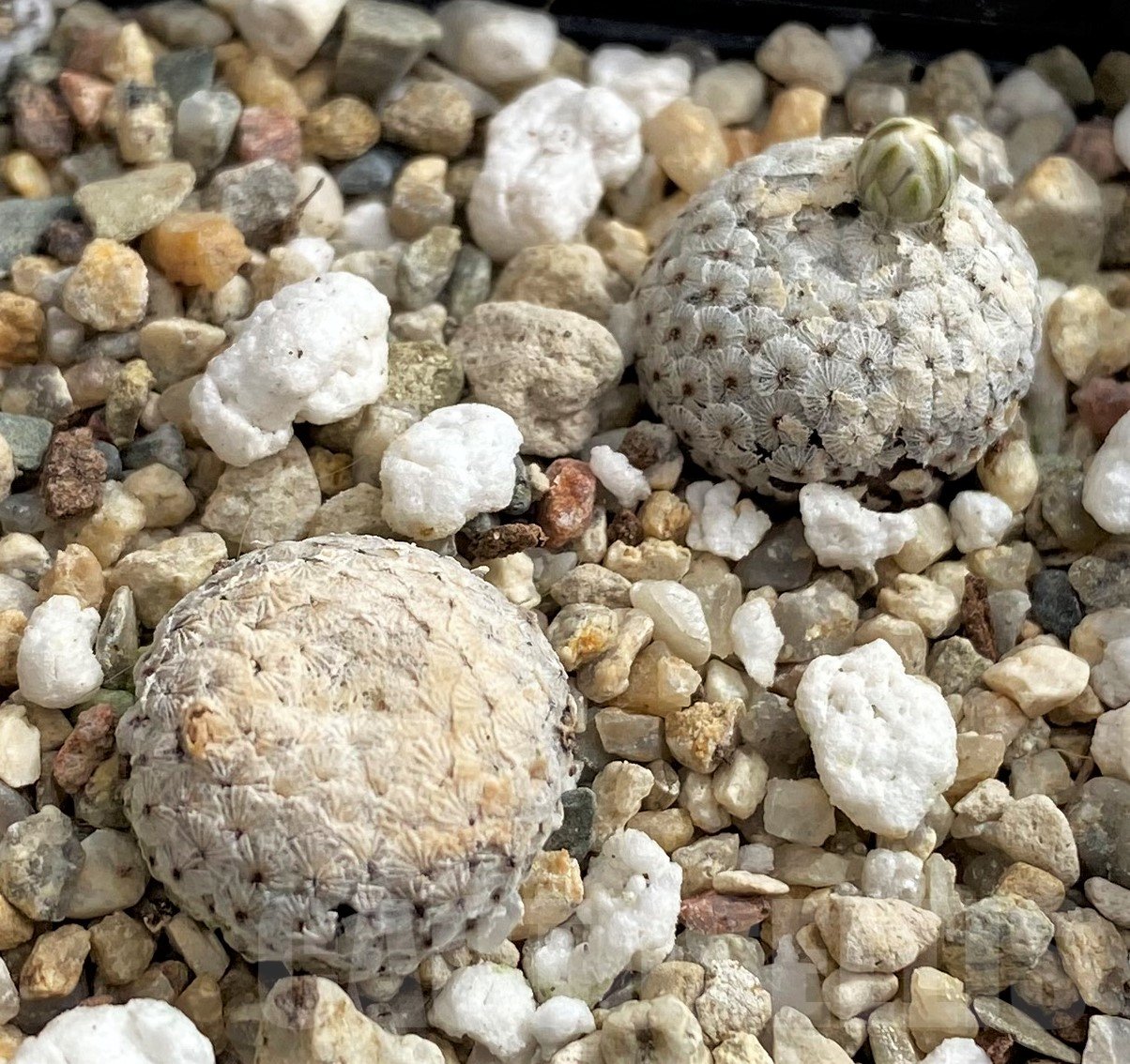 SH2440 Mammillaria breviplumosa 2 plants seedling, own roots