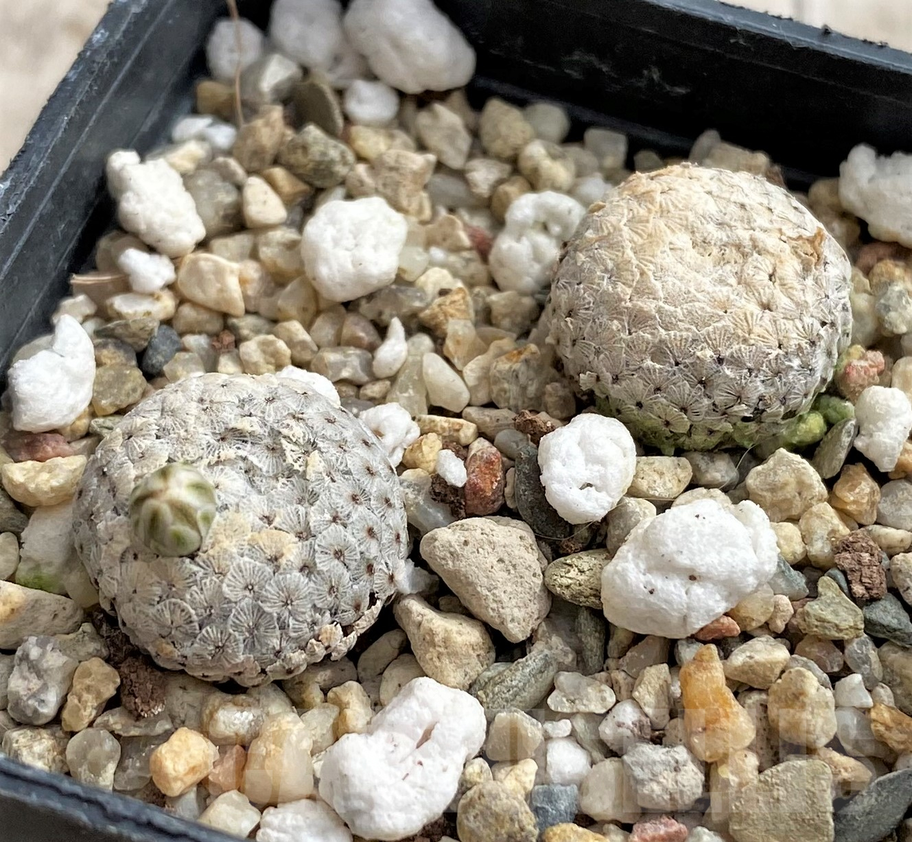 SH2440 Mammillaria breviplumosa 2 plants seedling, own roots - Image 2
