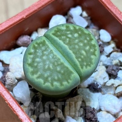 SH22318 Lithops hallii 'Green Soapstone'