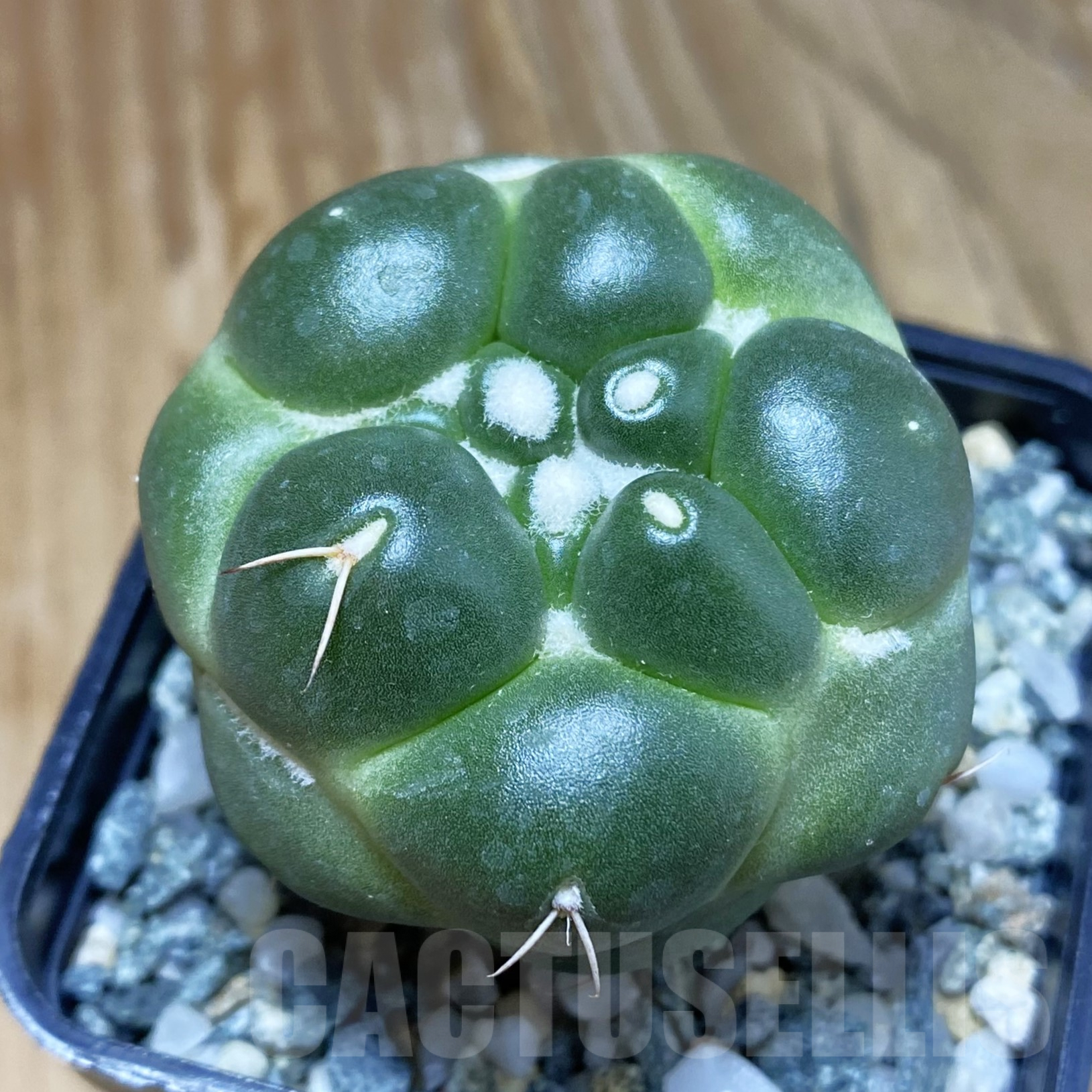 SH9922 Coryphantha elephantidens ‘inermis’