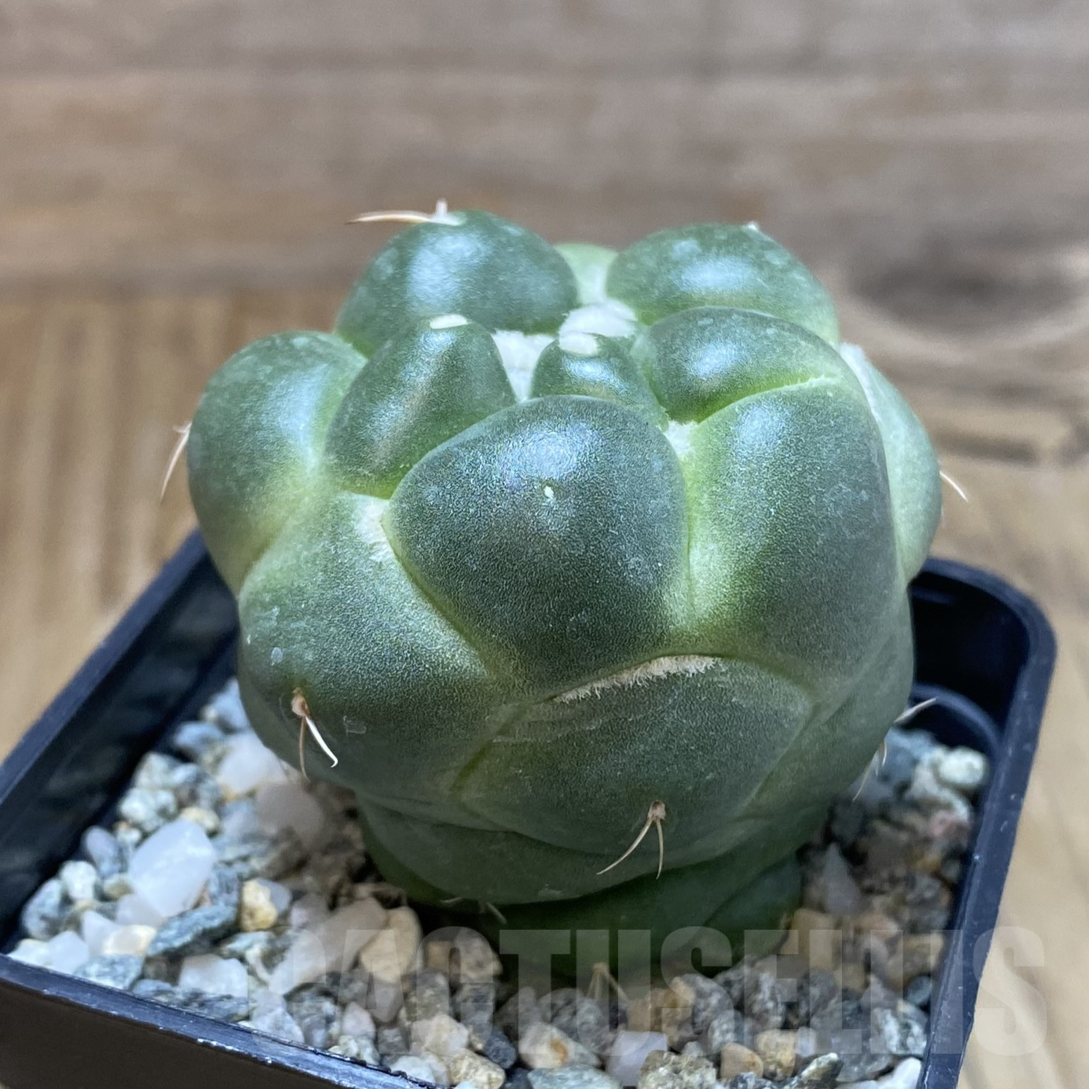 SH9922 Coryphantha elephantidens ‘inermis’ - Image 2