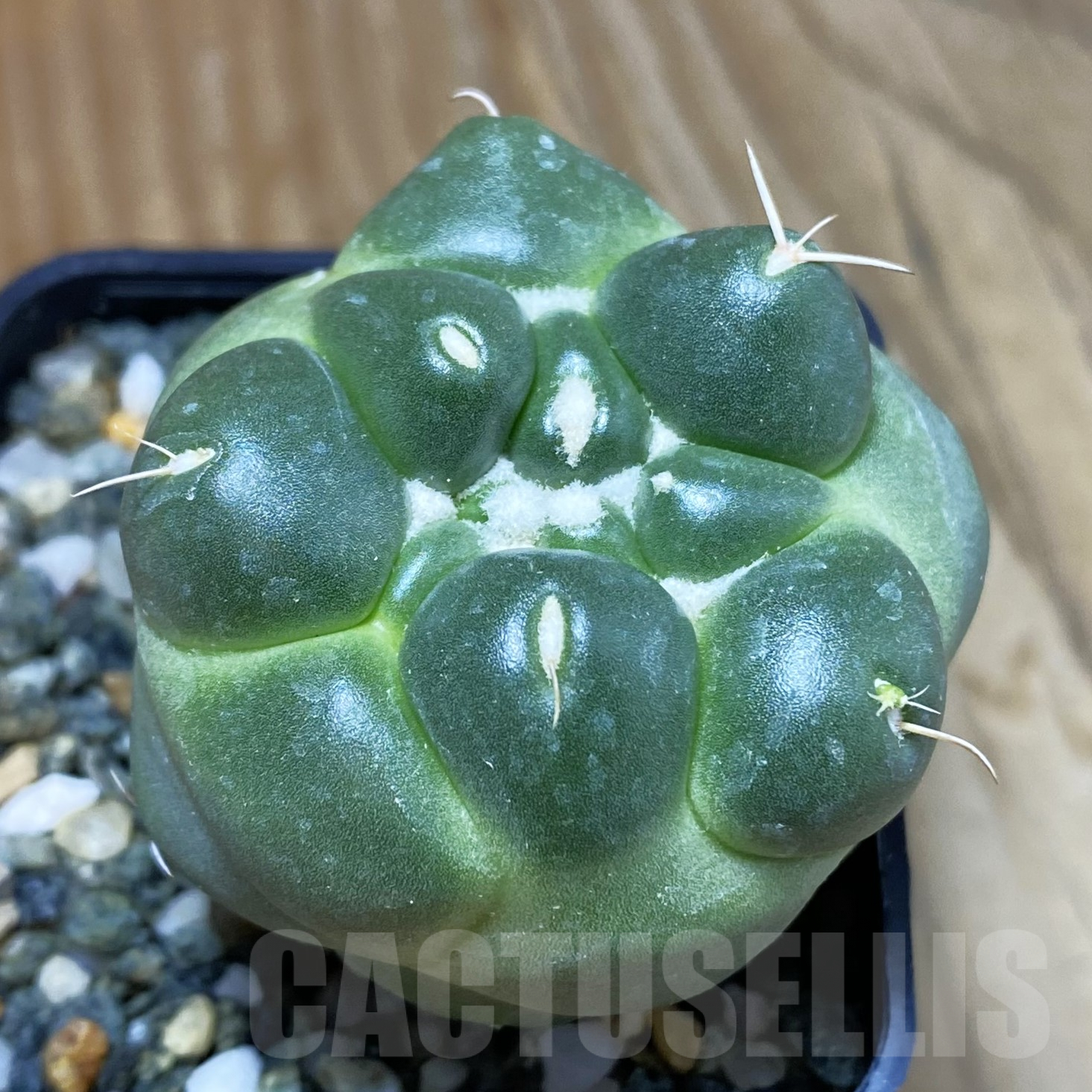 SH9923 Coryphantha elephantidens ‘inermis’