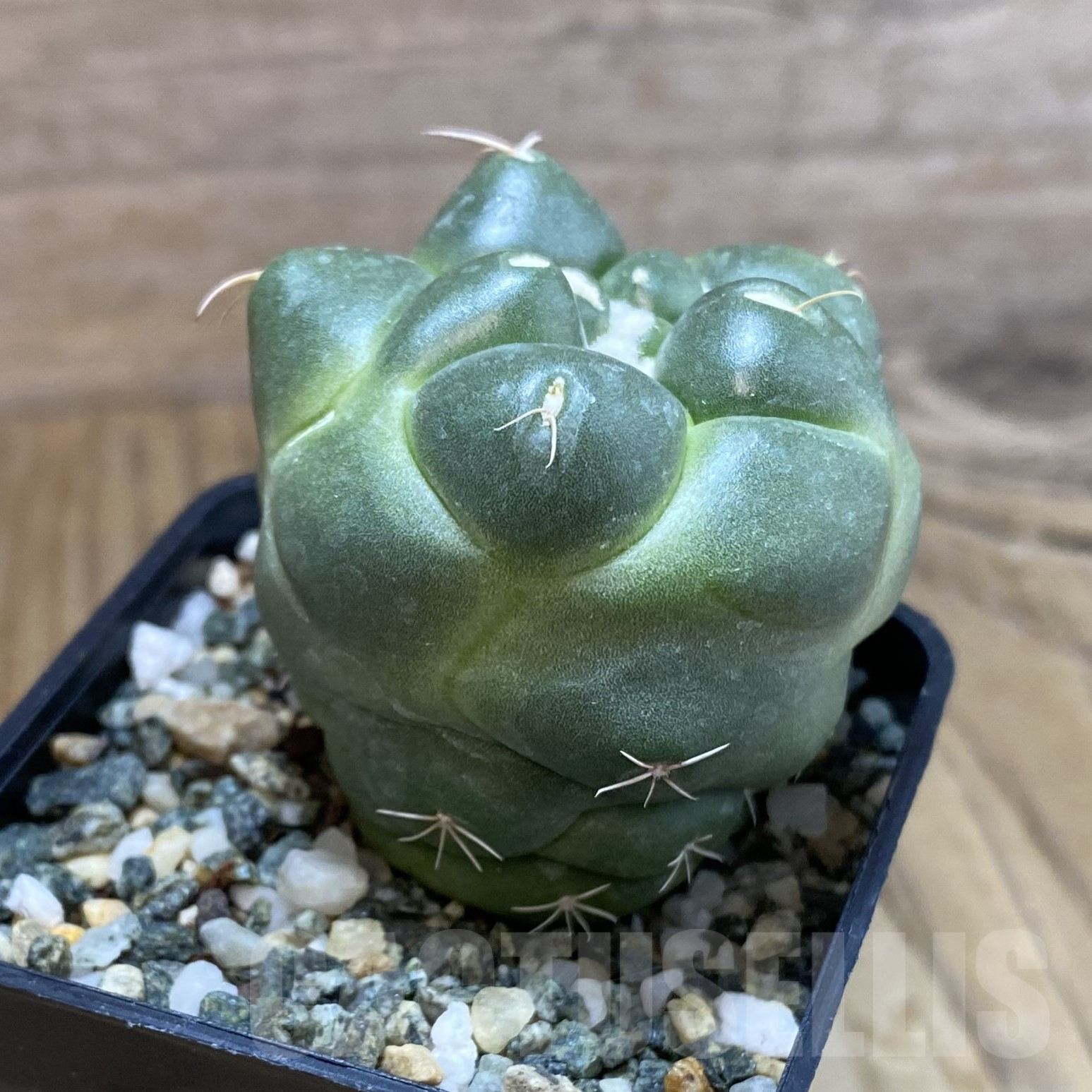 SH9923 Coryphantha elephantidens ‘inermis’ - Image 2