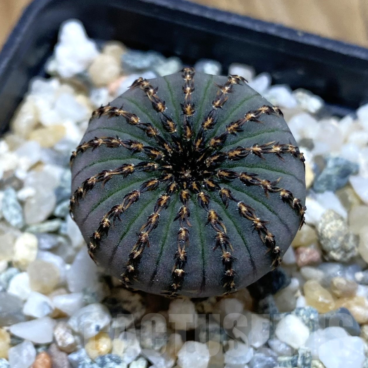 SH9925 Frailea asterioides