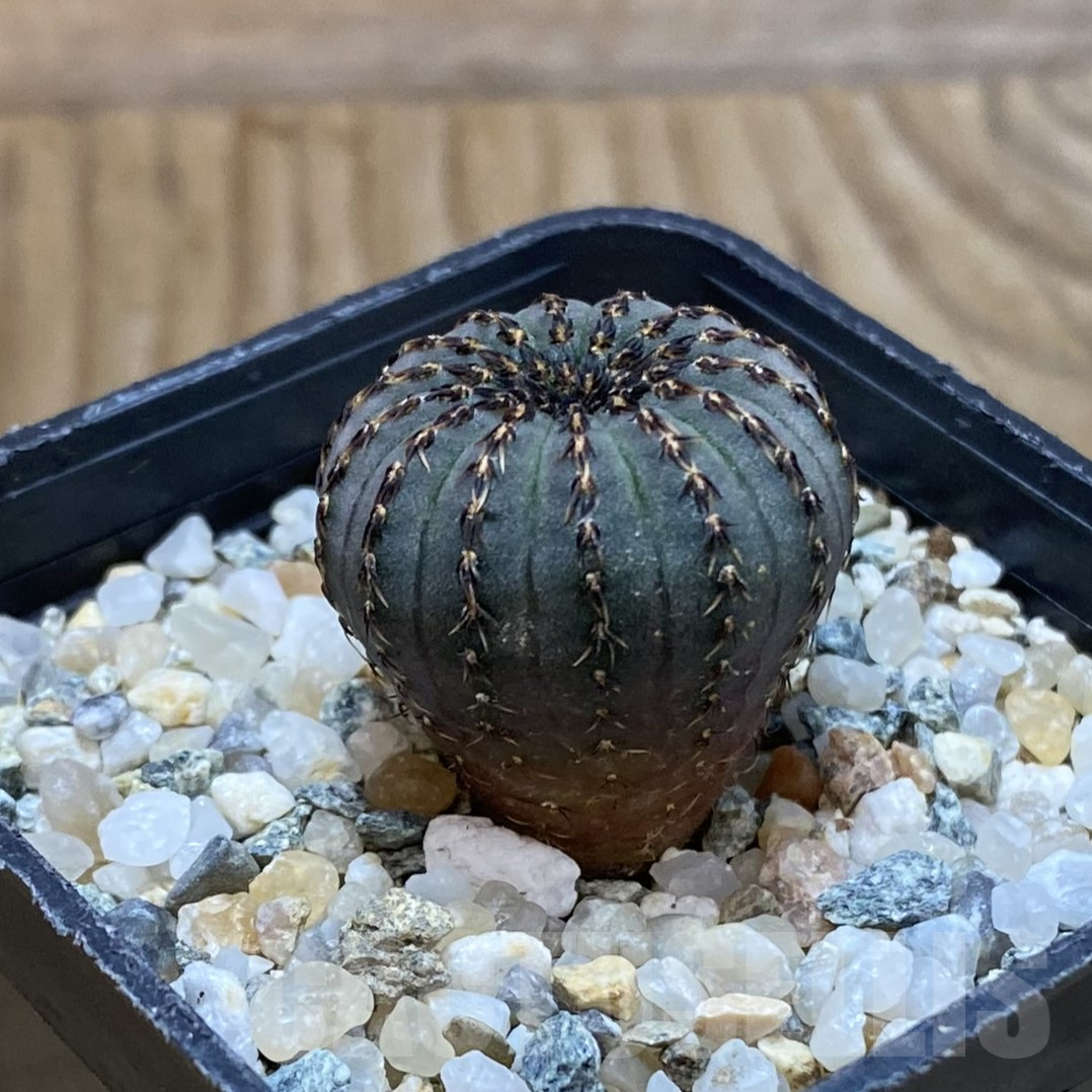 SH9925 Frailea asterioides - Image 2