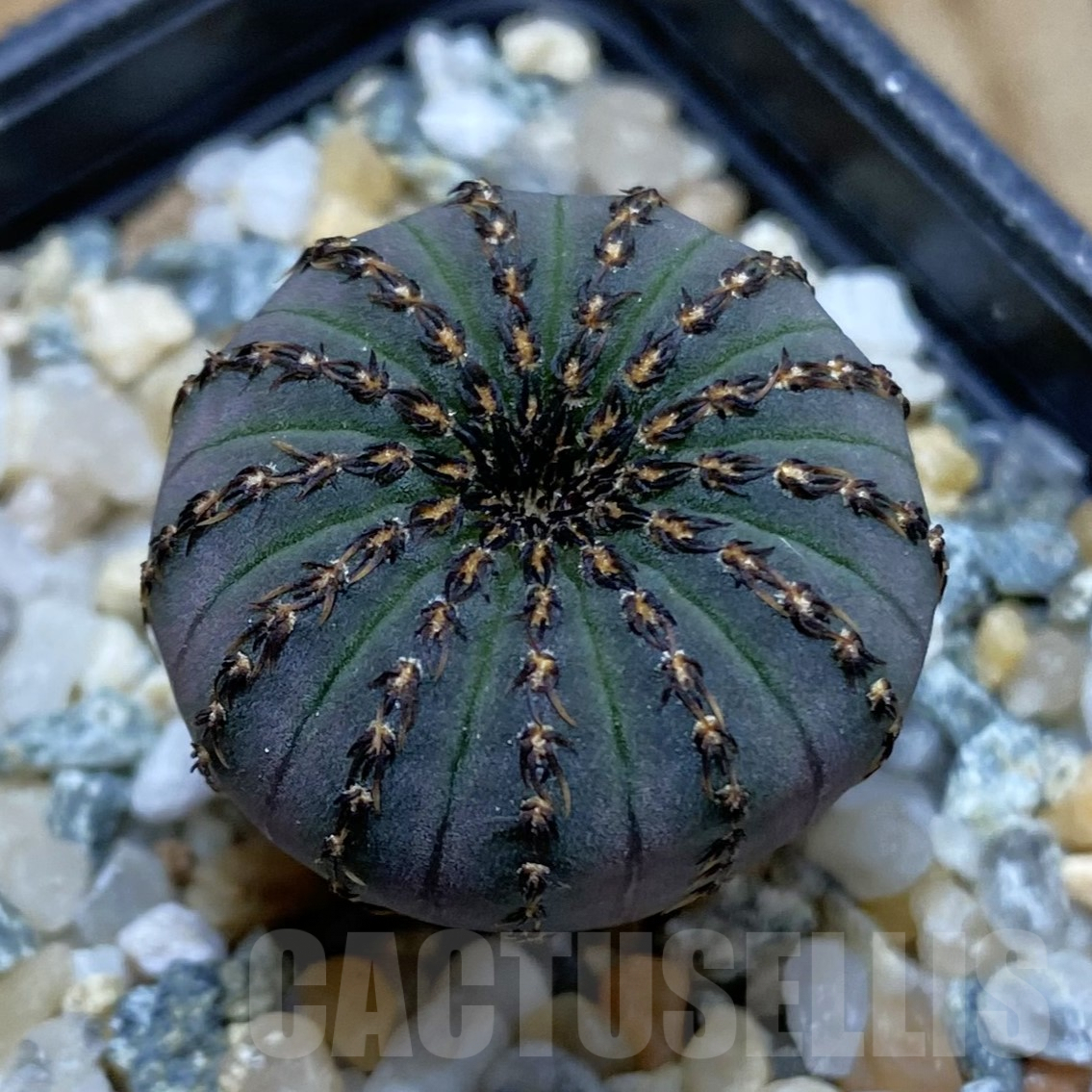 SH9926 Frailea asterioides