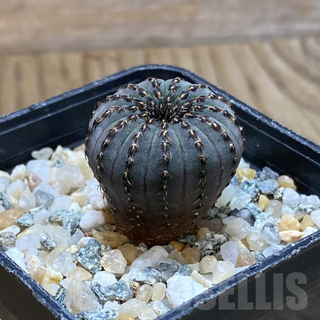 SH9926 Frailea asterioides - Image 2