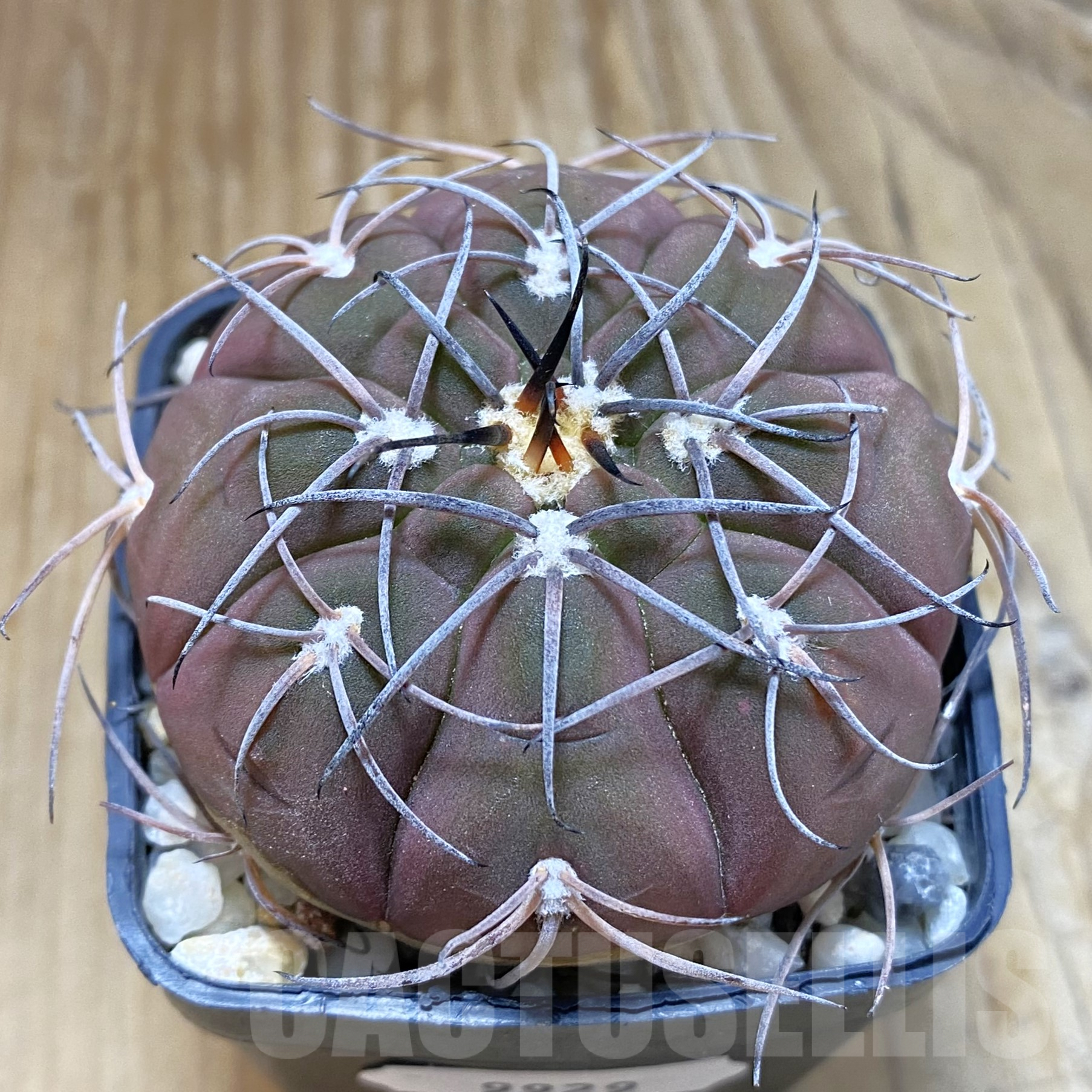 SH9929 Gymnocalycium spegazzinii TOM 325/1