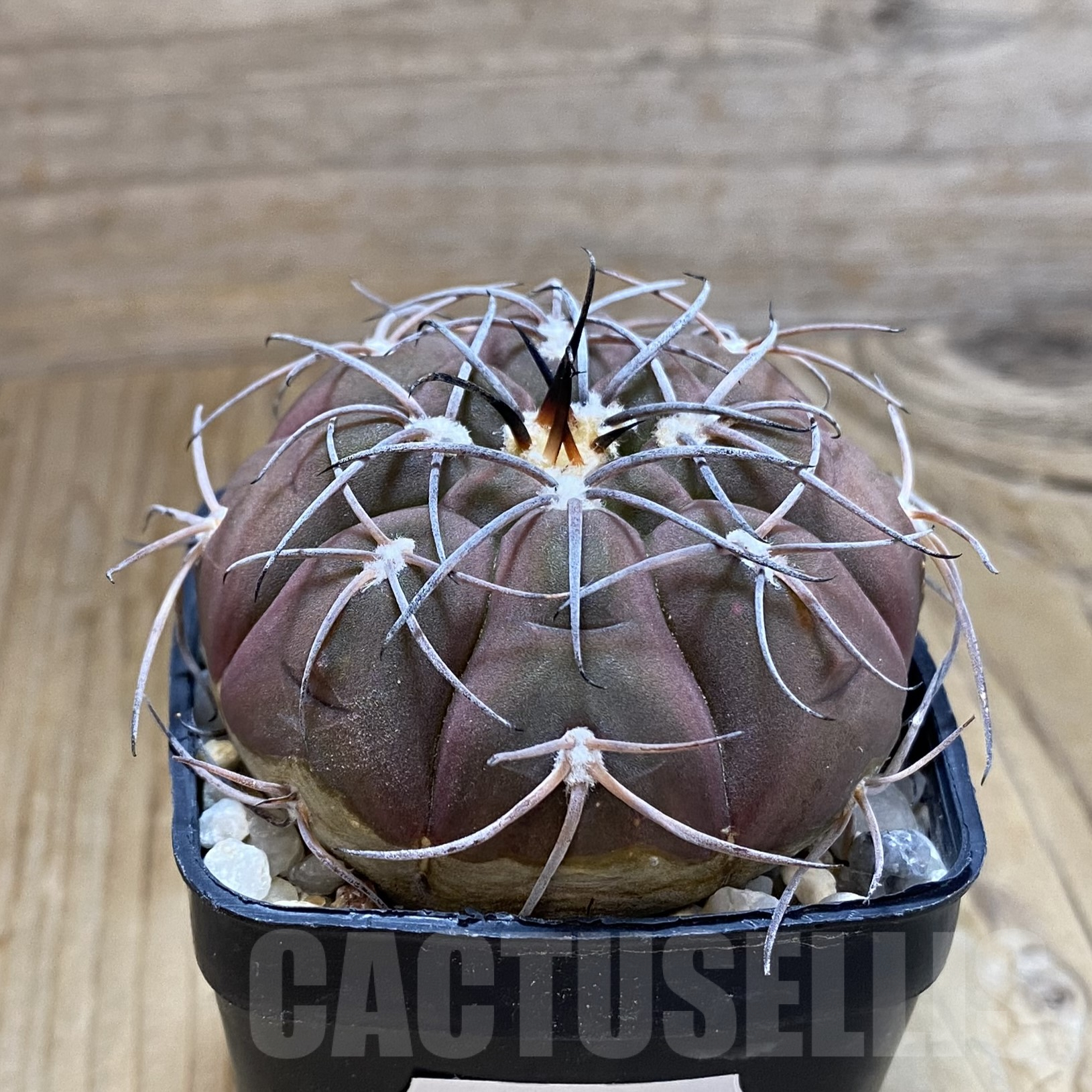 SH9929 Gymnocalycium spegazzinii TOM 325/1 - Image 2