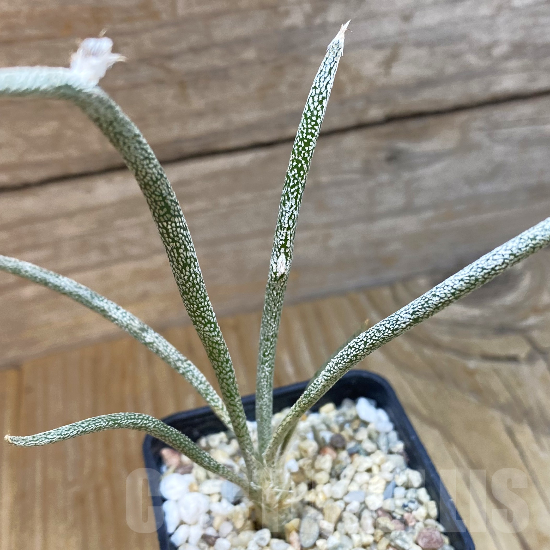 SH9931 Astrophytum caput-medusae, seedling