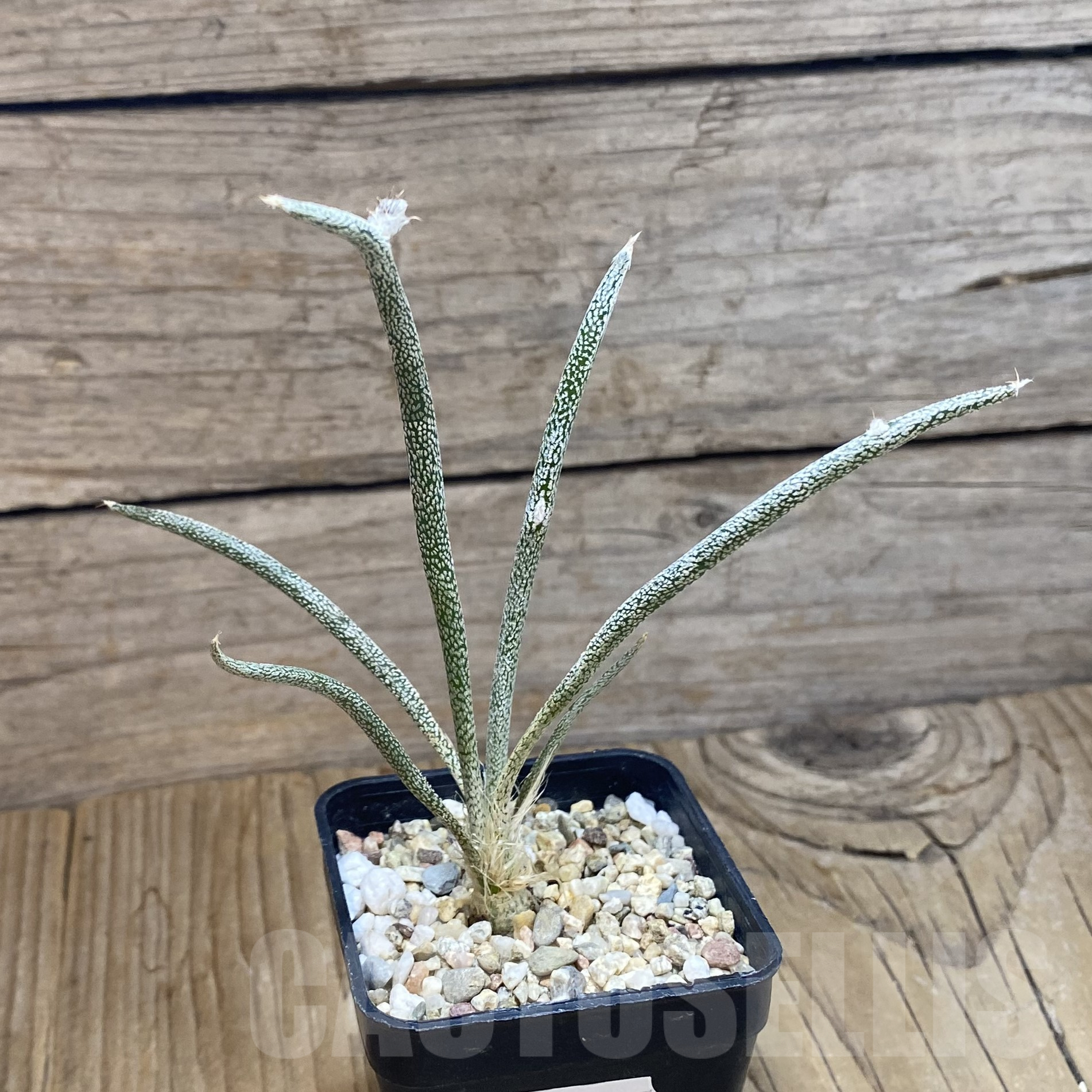 SH9931 Astrophytum caput-medusae, seedling - Image 2