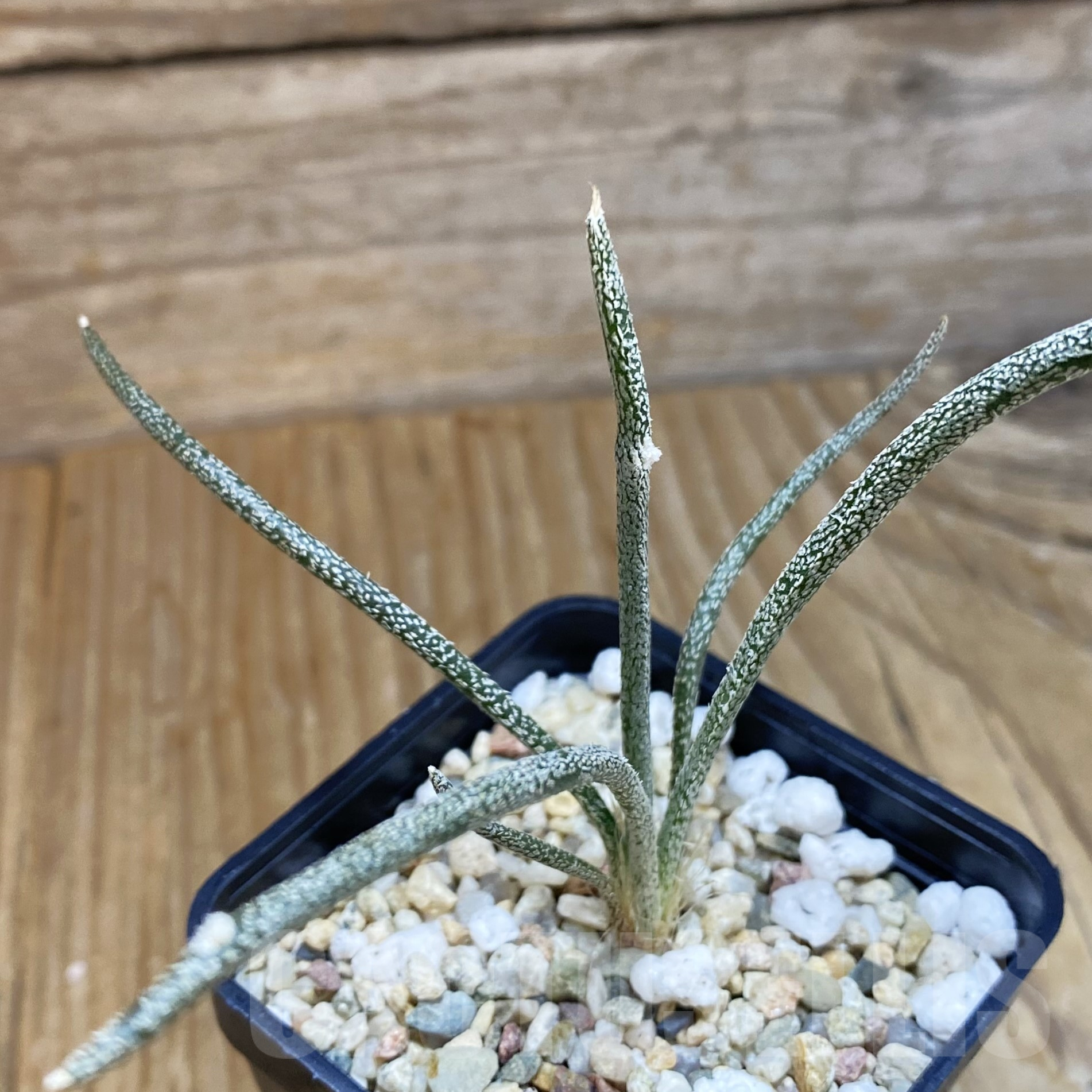 SH9932 Astrophytum caput-medusae, seedling