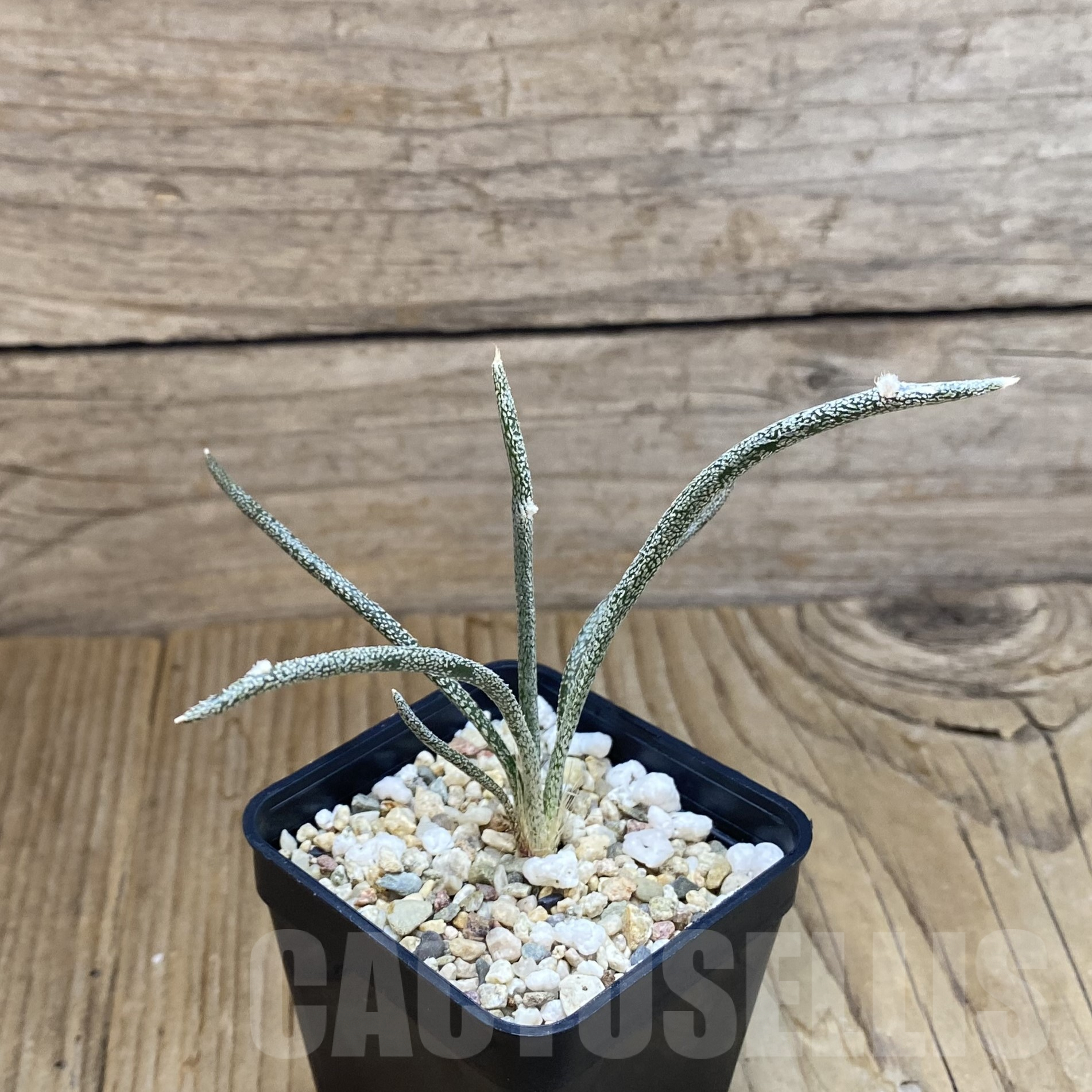 SH9932 Astrophytum caput-medusae, seedling - Image 2