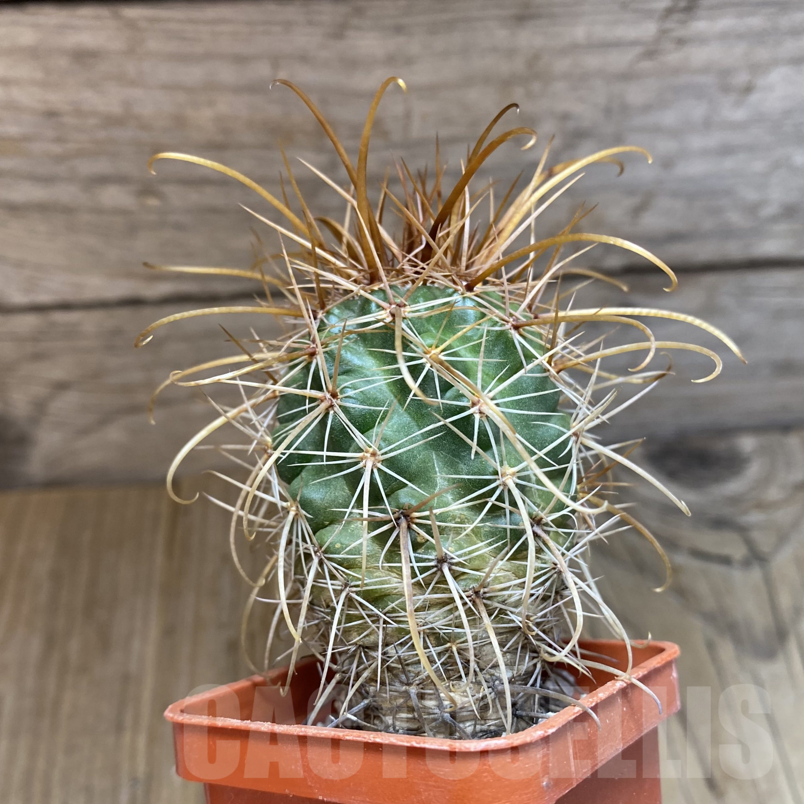 SH9933 Parodia maxima - Image 2