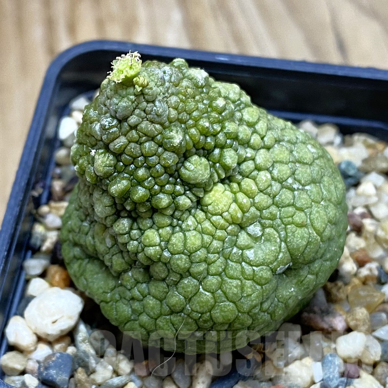SH9935 Pseudolithos migiurtinus