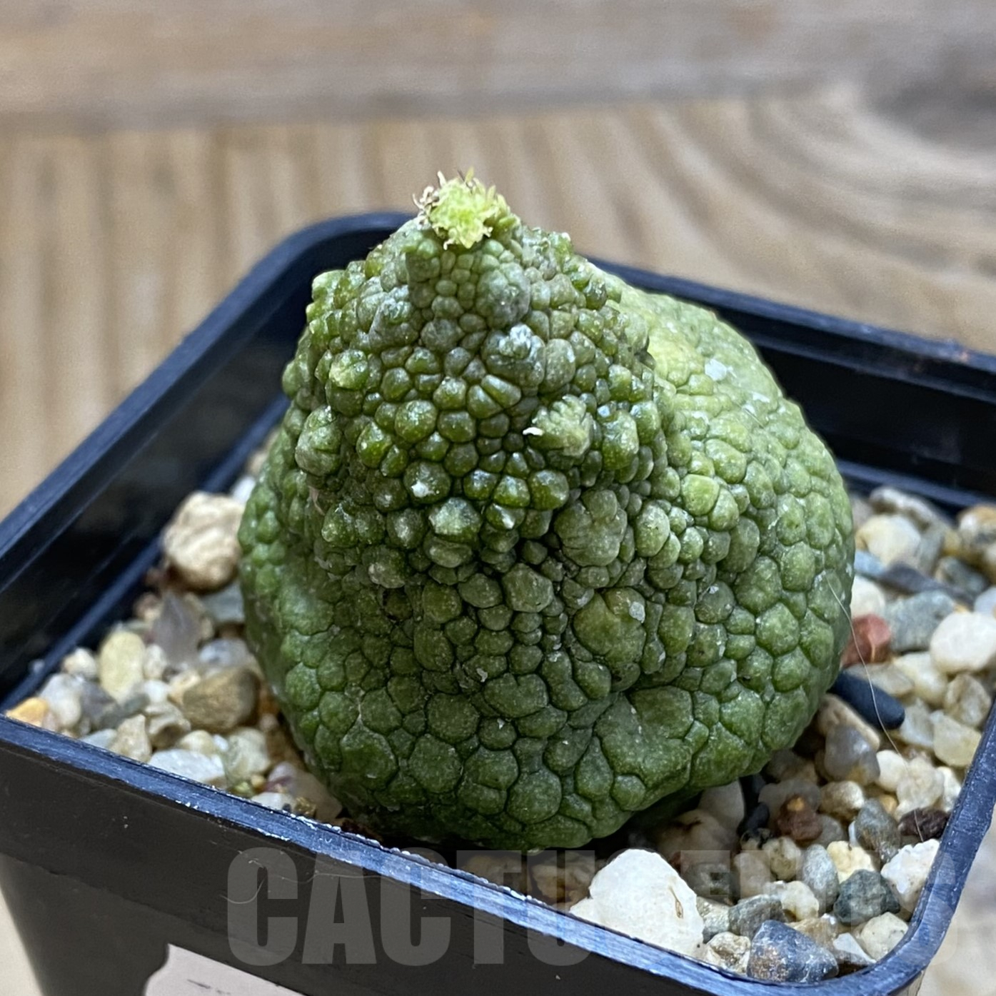 SH9935 Pseudolithos migiurtinus - Image 2