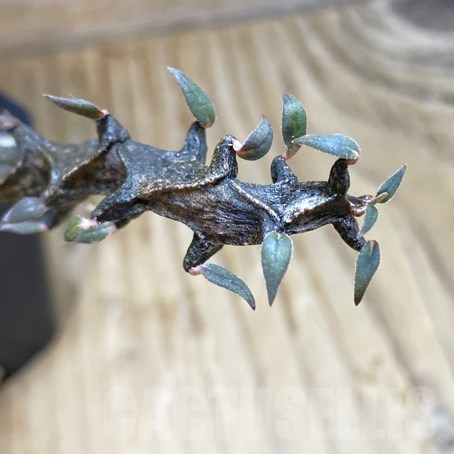 SH9938 Ceropegia bosseri