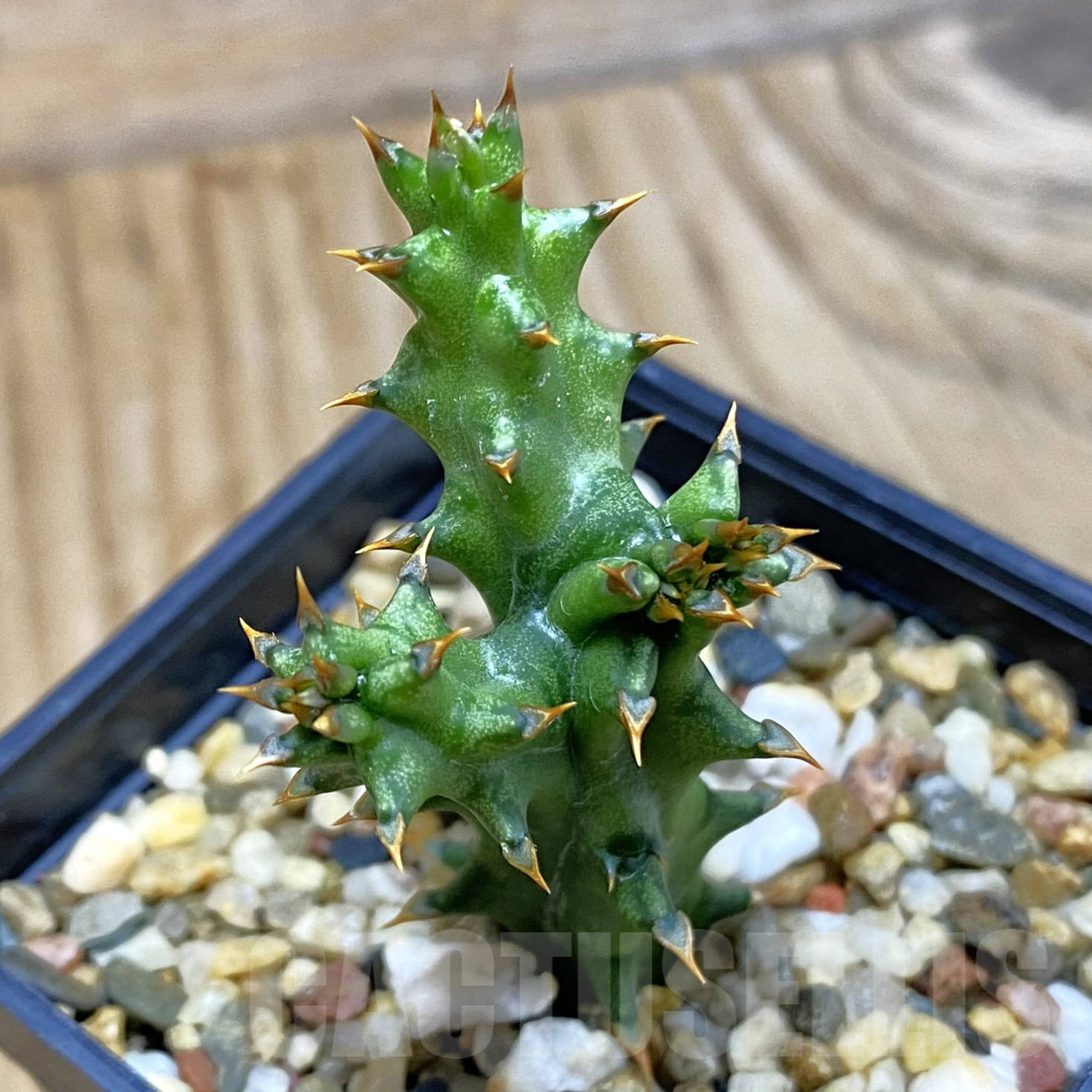 SH9944 Edithcolea grandis