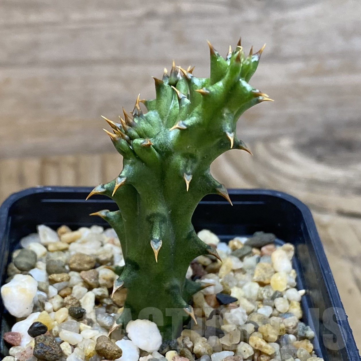 SH9944 Edithcolea grandis - Image 2
