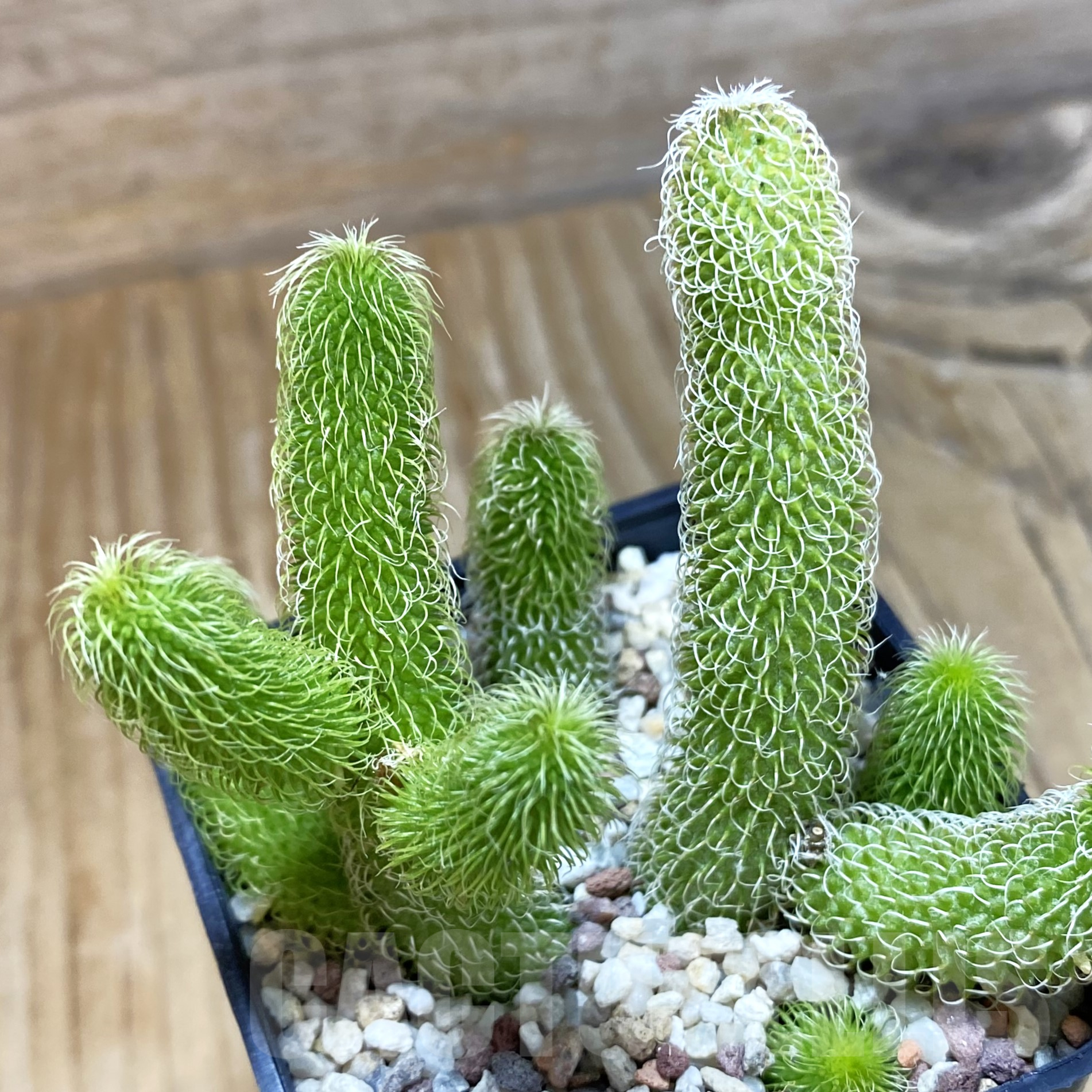 SH9946 Stapelianthus pilosus