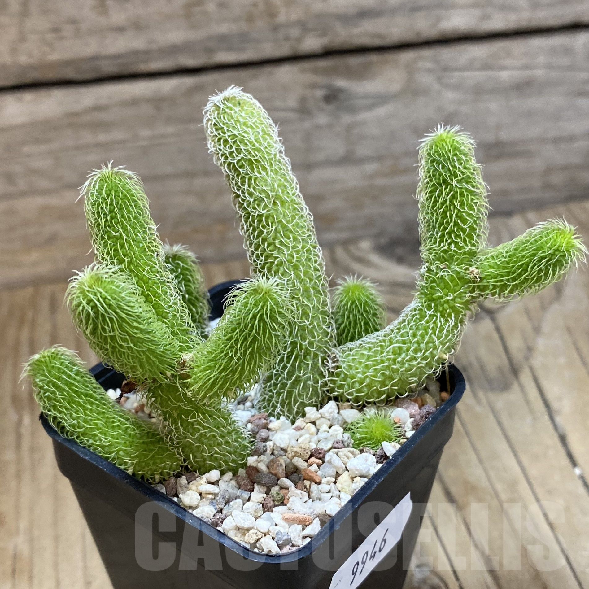 SH9946 Stapelianthus pilosus - Image 2