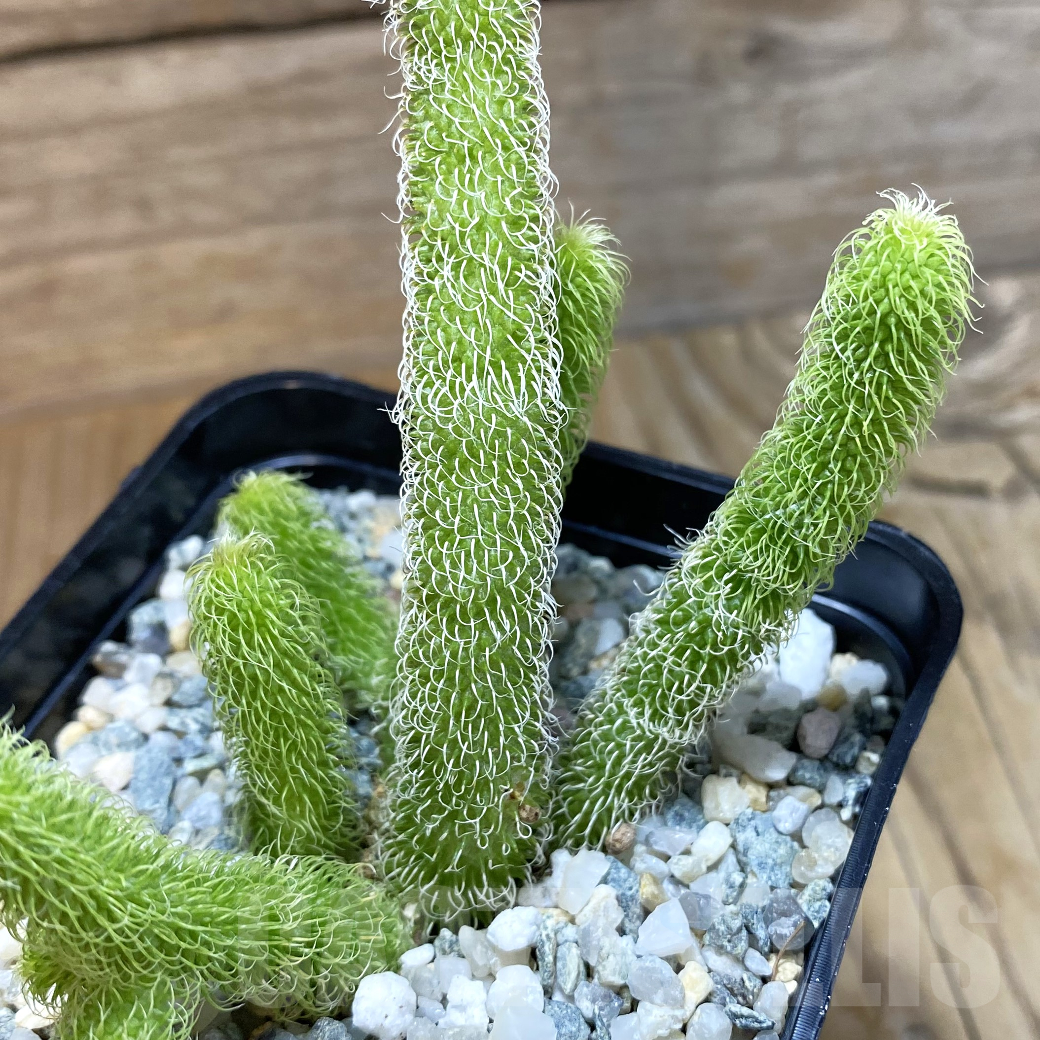 SH9947 Stapelianthus pilosus