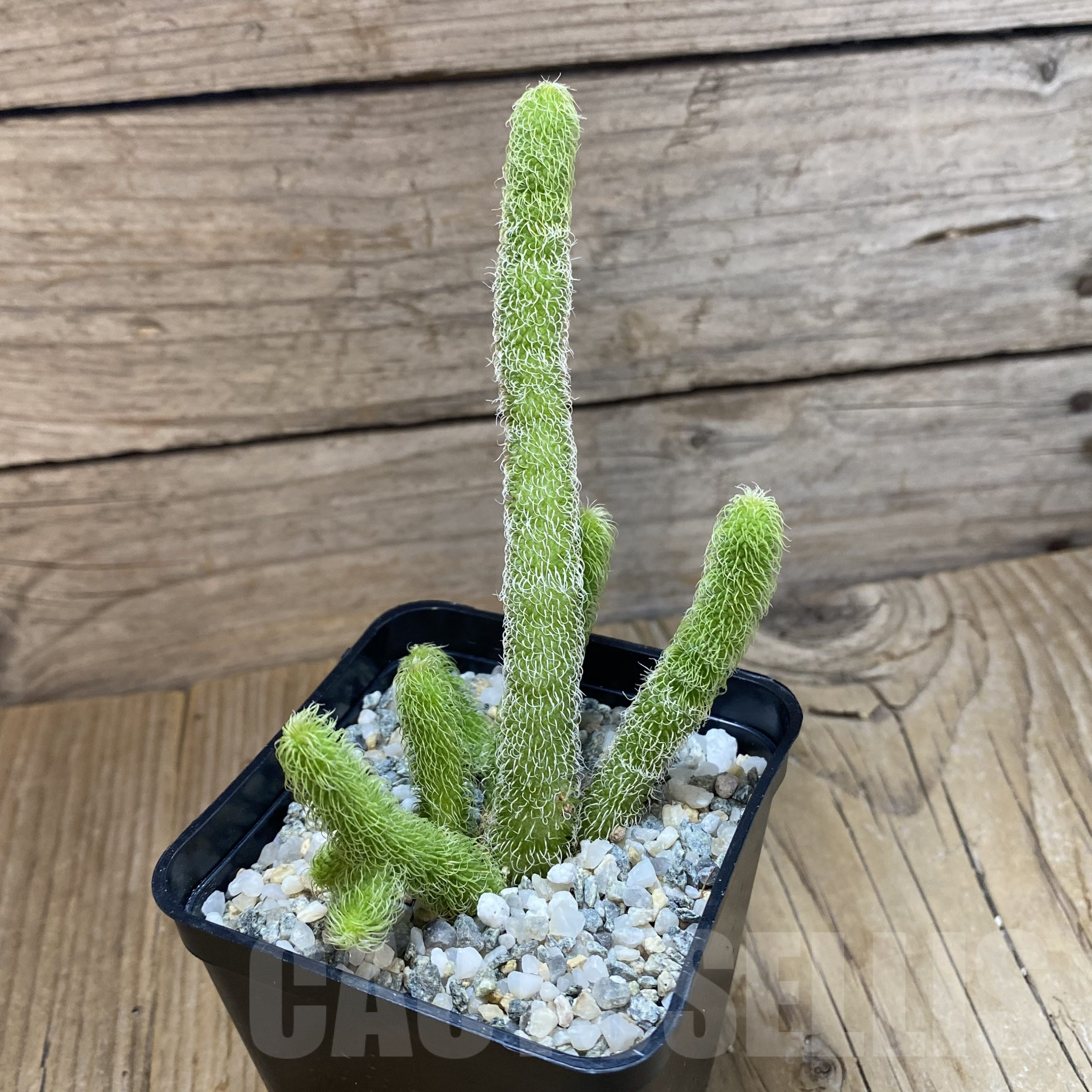 SH9947 Stapelianthus pilosus - Image 2