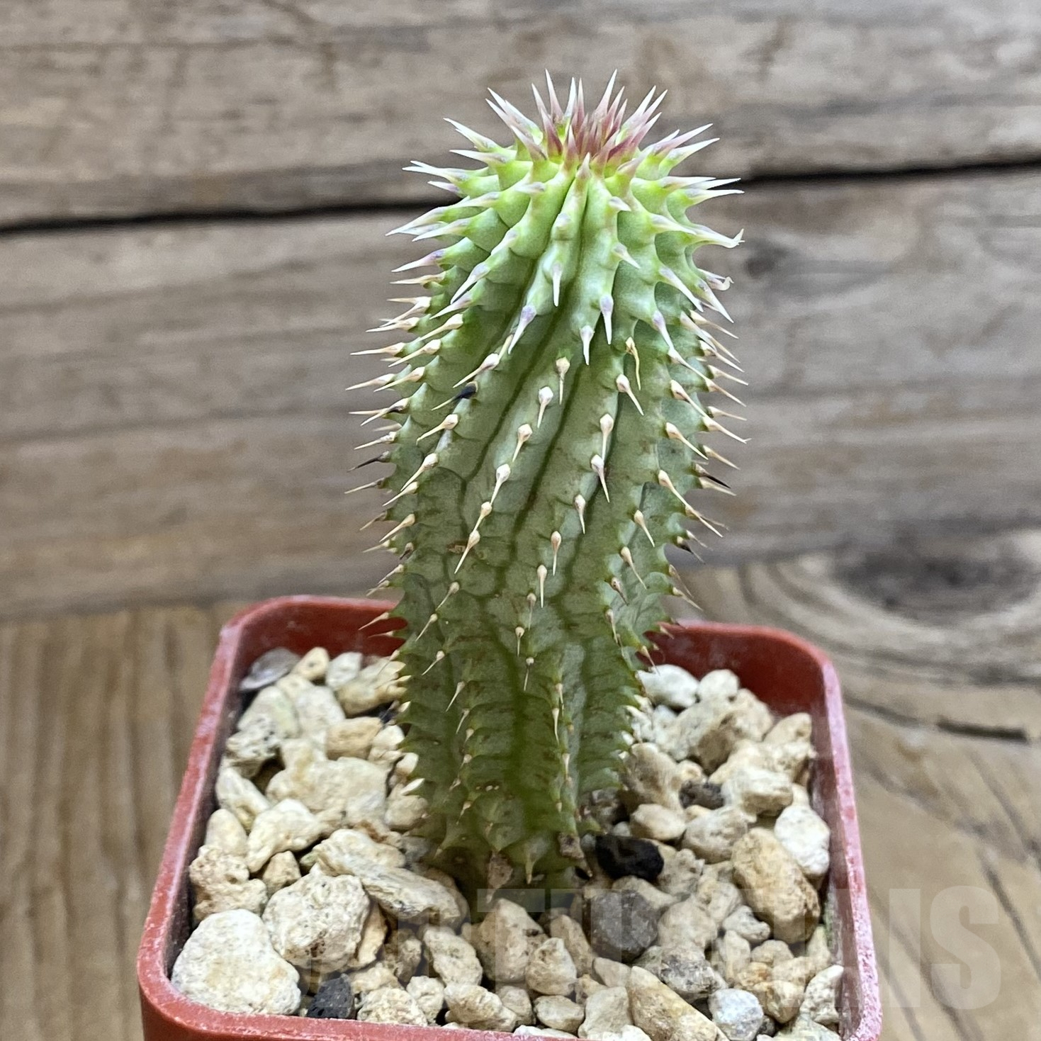 SH9948 Hoodia gordonii - Image 2