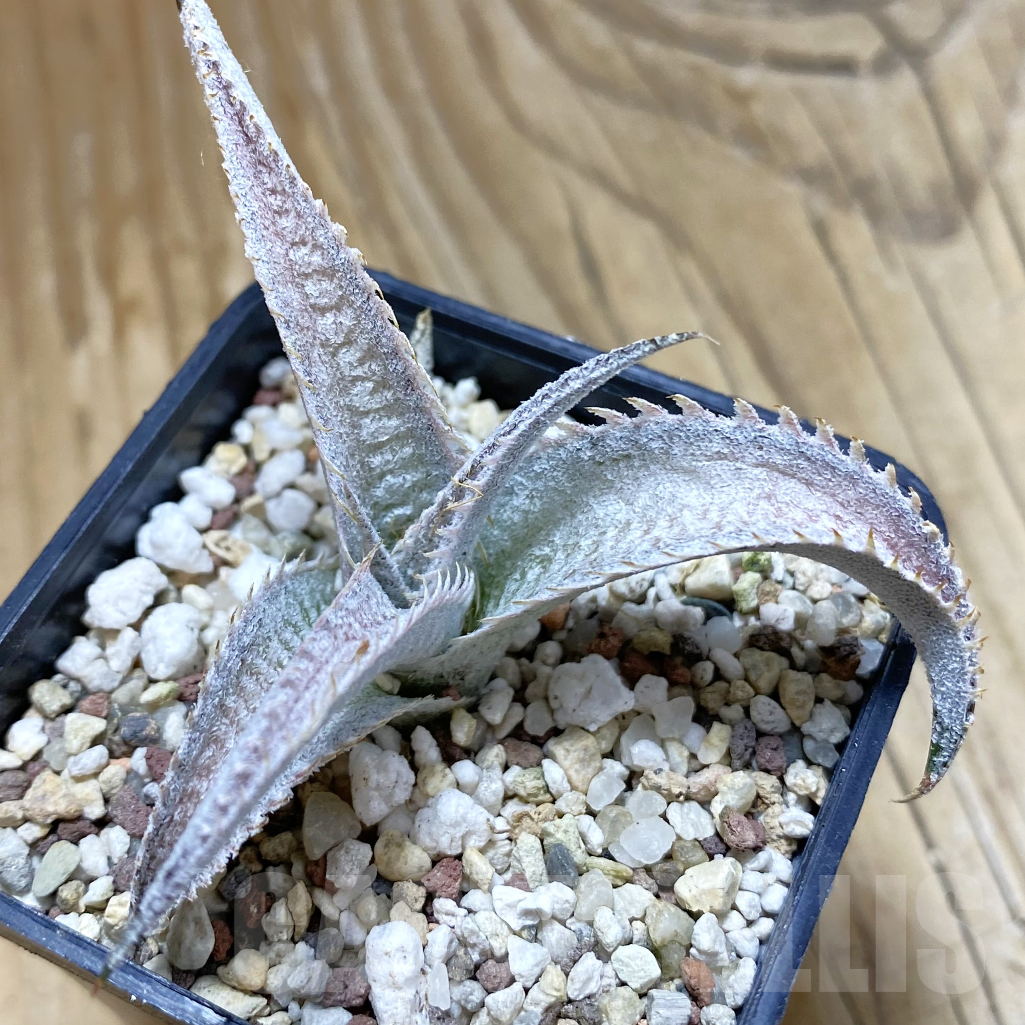 SH9953 Dyckia marnier-lapostollei ‘Pink Spine’