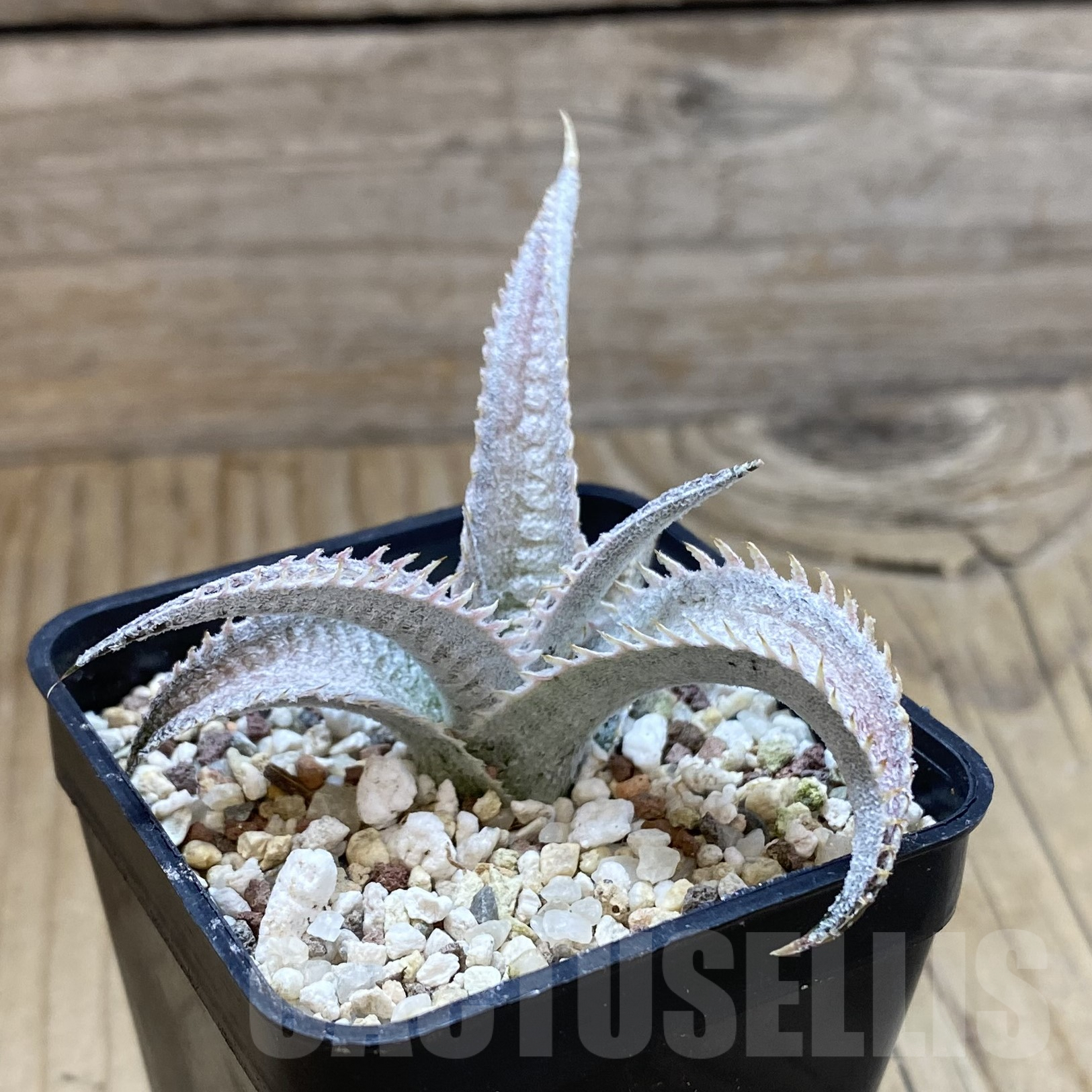 SH9953 Dyckia marnier-lapostollei ‘Pink Spine’ - Image 2
