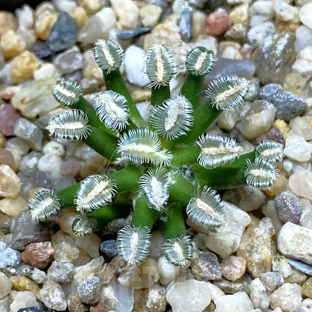 SH9955 Mammillaria bertholdii GCG 12161, own roots