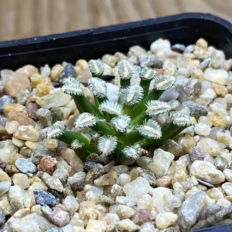 SH9955 Mammillaria bertholdii GCG 12161, own roots - Image 2