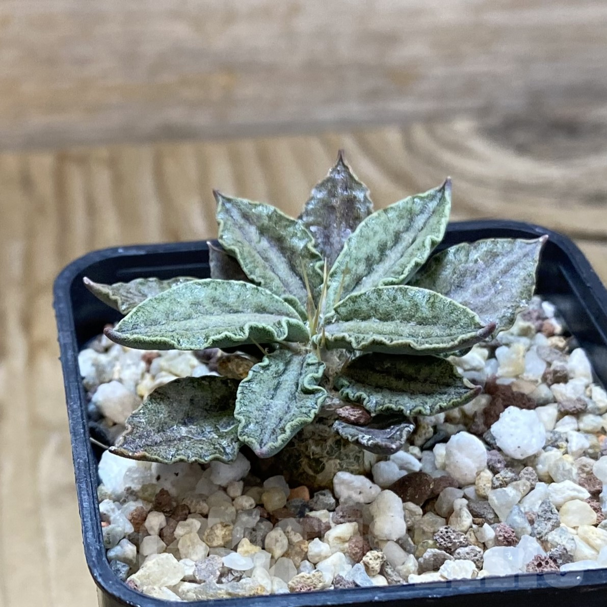SH9961 Euphorbia tulearensis - Image 2
