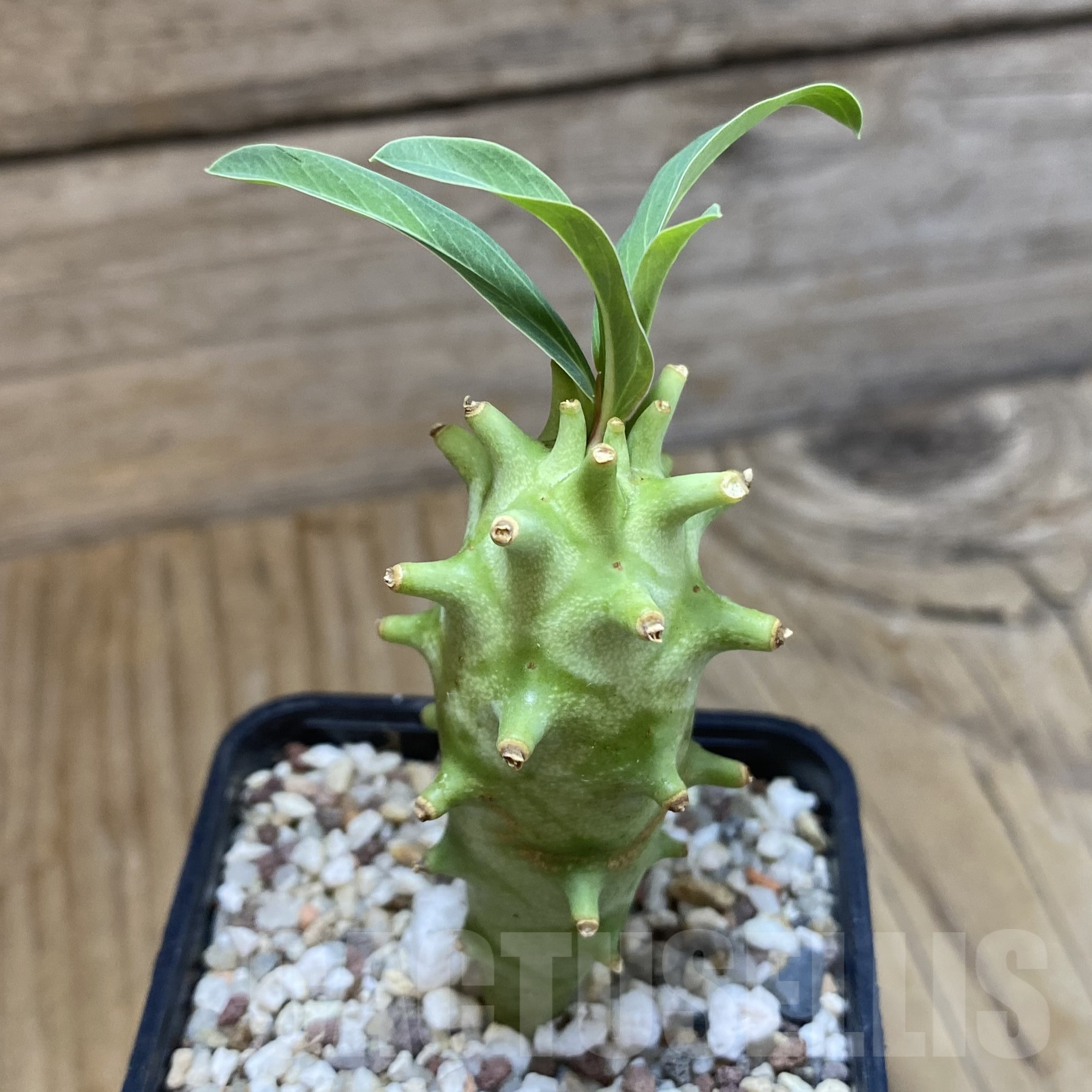 SH9965 Euphorbia longituberculosa - Image 2