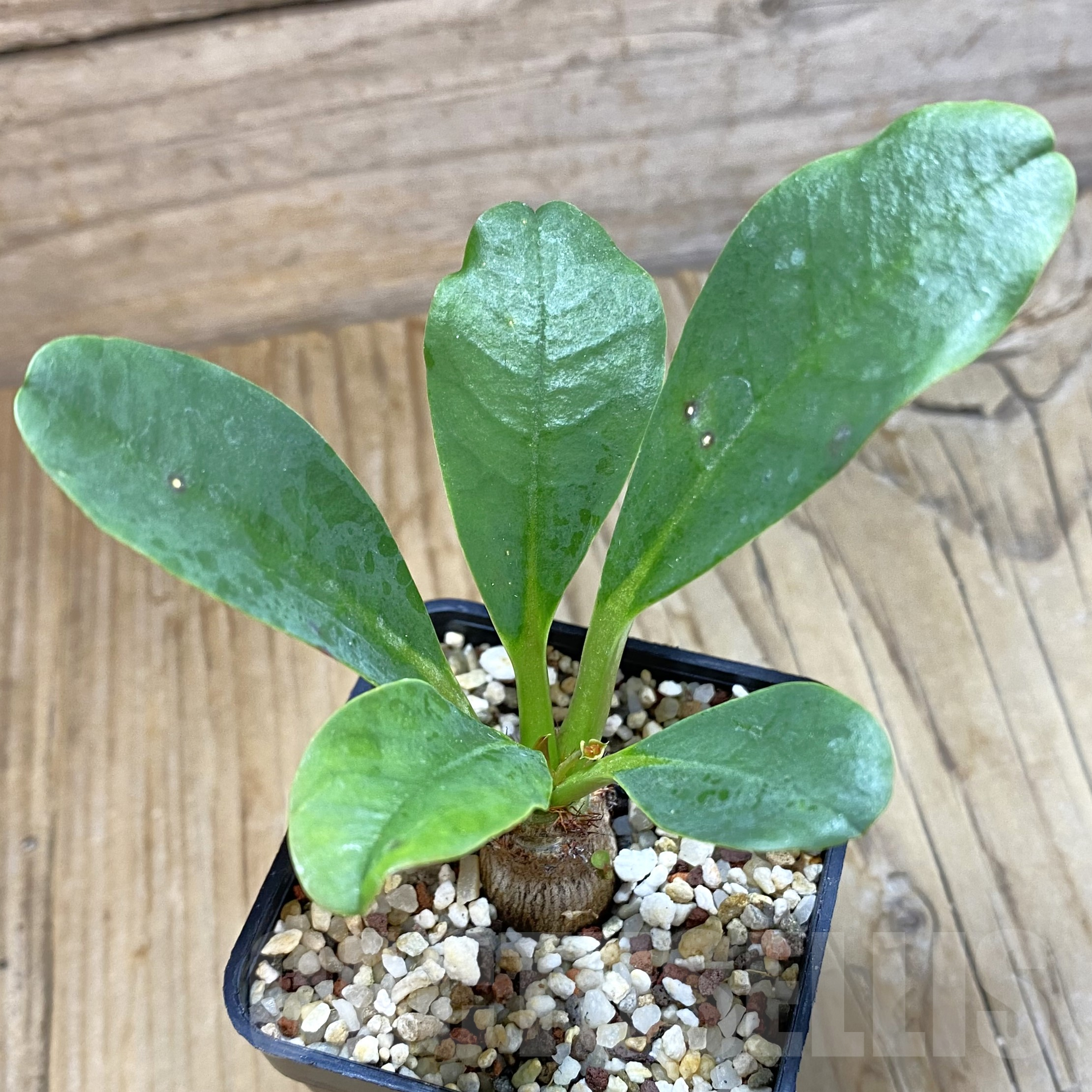 SH9967 Euphorbia ramena